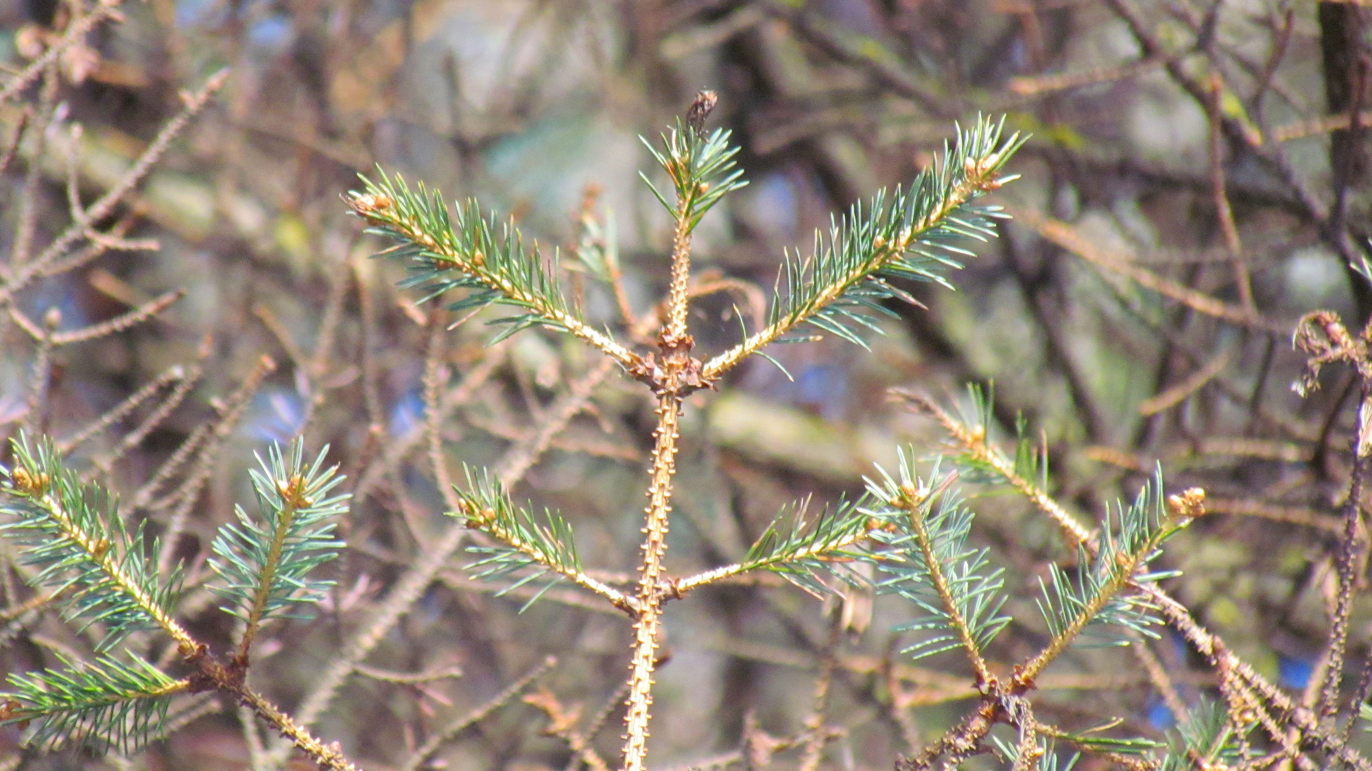 Photos by John Winters, Alaska Division of Forestry. A close-up of a spruce tree damaged by spruce aphids shows healthy needles compared to bare branches.