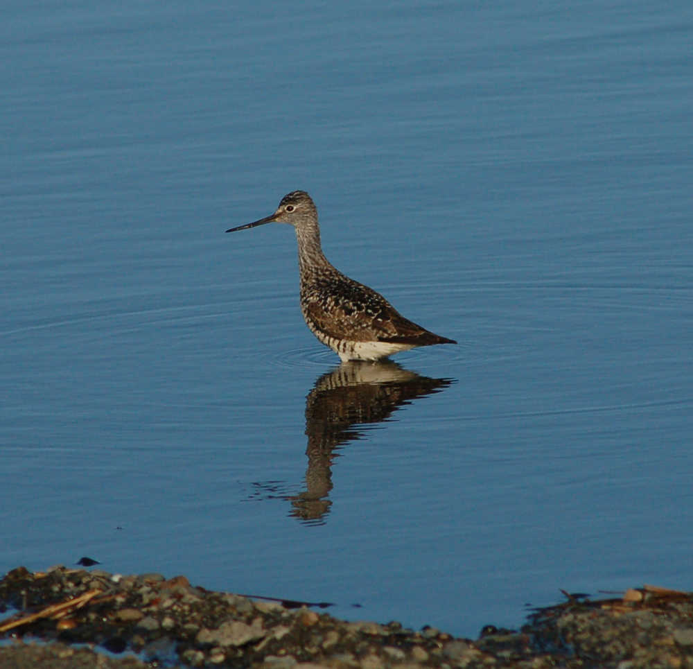 A yellowlegs feeds in Beluga Slough in late April 2013.