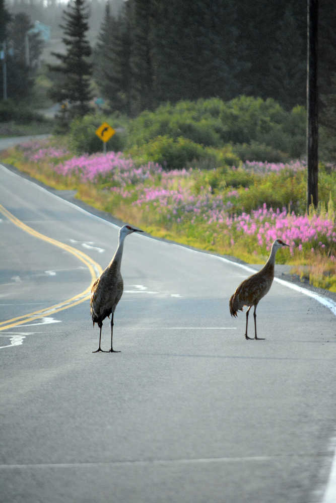 Two sandhill cranes block the road on Diamond Ridge Road early Wednesday morning.