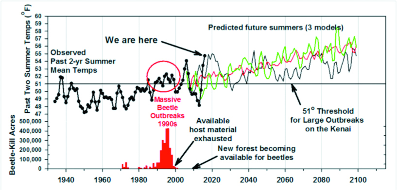 Fig. 2. Global climate models scaled to the Kenai predict warmer summers throughout this century. The models predict that post-2030 mean summer temperatures will always be above the threshold for large spruce bark beetle outbreaks, if there are any trees available.  Observed temperatures are from the Homer airport since 1932. Climate models are Germany (green), Canada (red) and USA (black). Lower graph shows annual beetle-kill for southern Kenai since aerial surveys began in 1971 (US Forest Service). -Graphic by Ed Berg