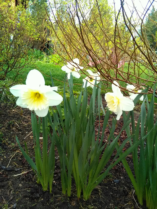 The daffodils Liz Johnson gave the Kachemak Gardener a decade ago are blooming for the first time this year. -Photo by Rosemary Fitzpatrick