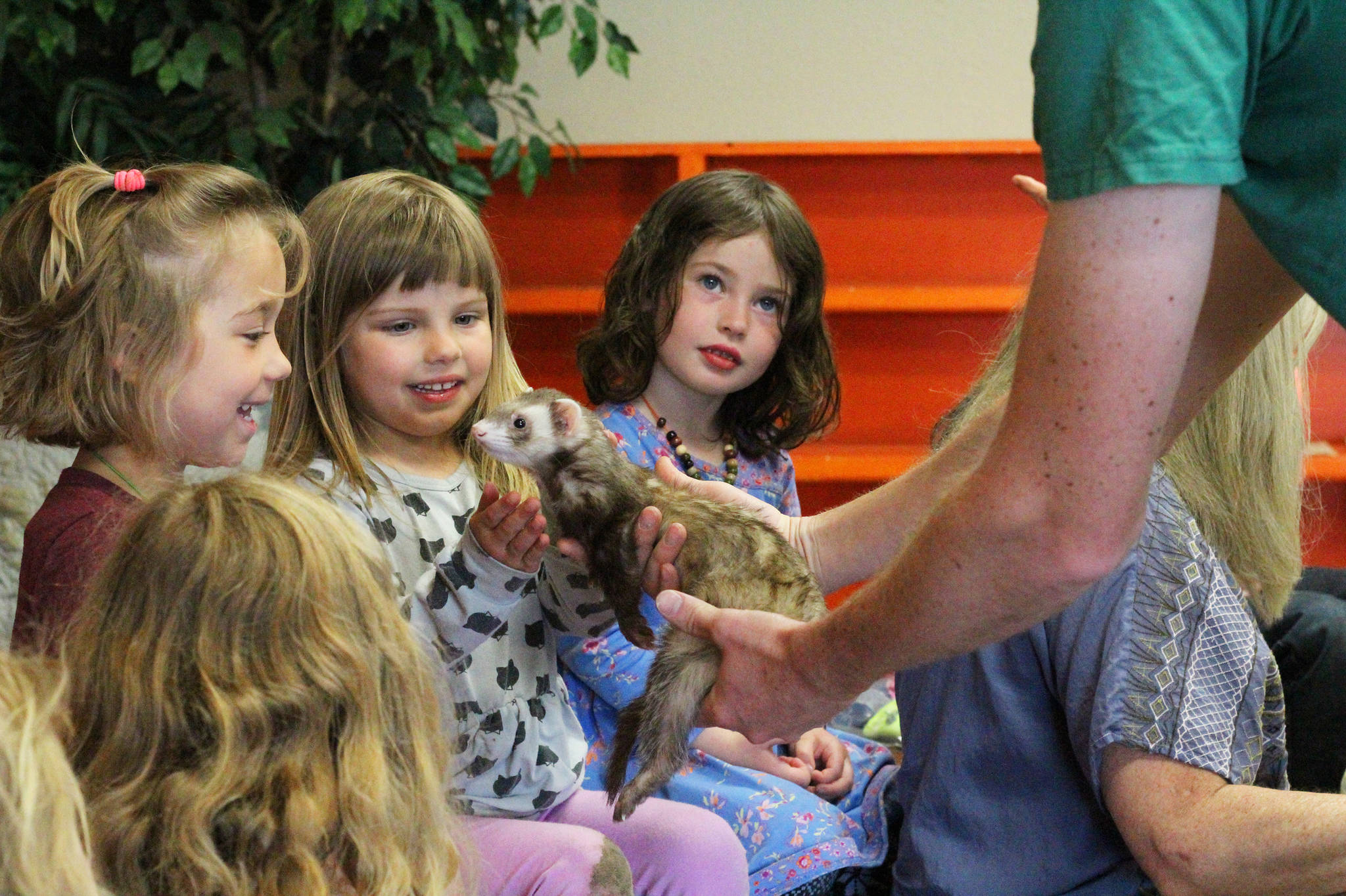 Photo by Megan Pacer/Homer News From left to right: Josey Palm, Winter Herrmann and Elizabeth Parker welcome Oscar the ferret to their classroom at the Girassol Learning Center on Friday, July 21, 2017 in Homer, Alaska. Their class was treated to a special visit from the ferret and his owner, Jeannette Aragones, who read her book called “I Am Oscar. I Am in Charge.”