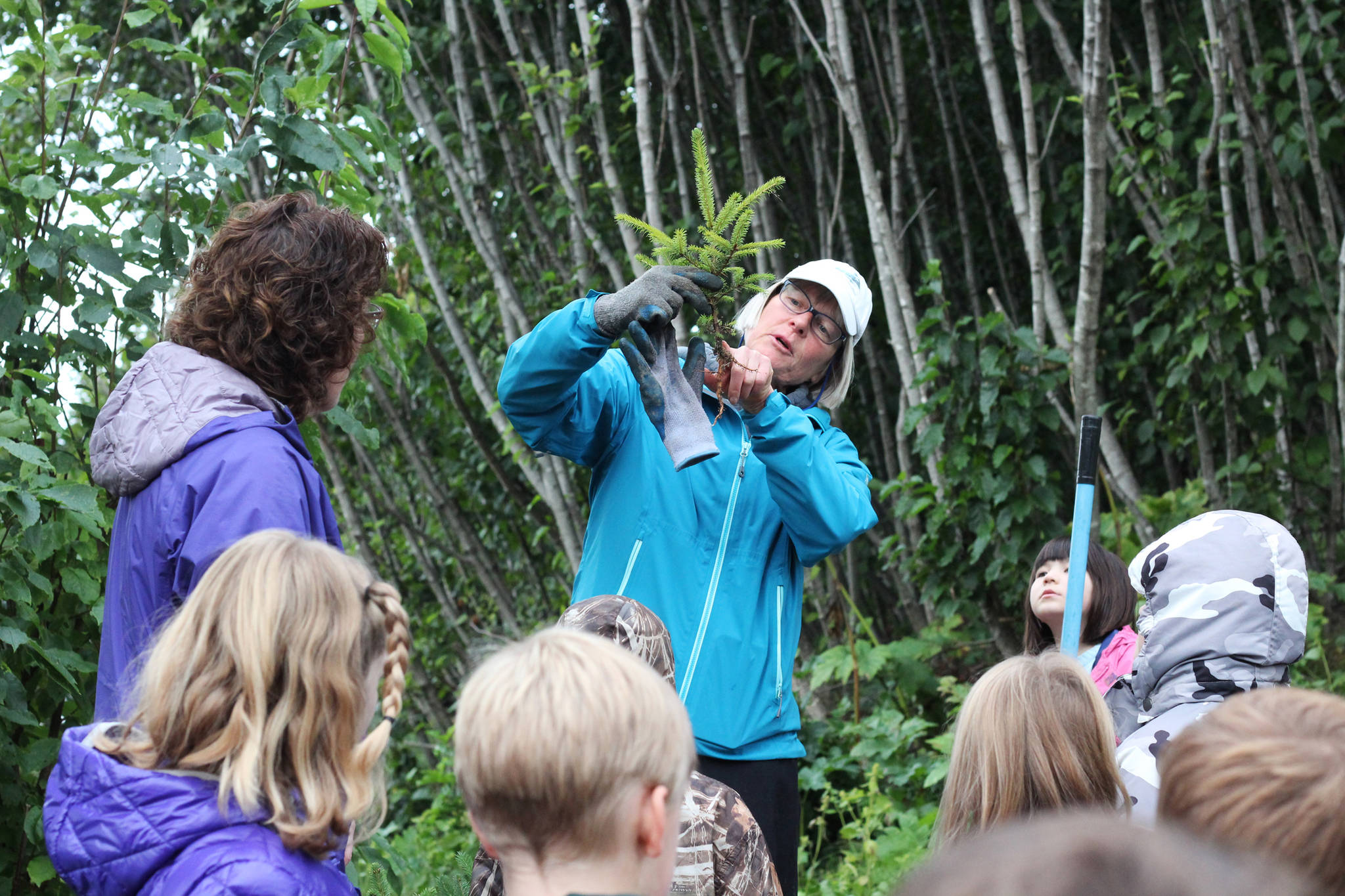 Deb Lowney demonstrates to a group of Paul Banks Elementary students how much of a tree’s roots need to be buried in the ground when they are transplanted Thursday, Sept. 7, 2017 at Karen Hornaday Park in Homer, Alaska. The students volunteered to transplant the pine trees onto new trail sections at the park to promote plan diversity. (Photo by Megan Pacer/Homer News)