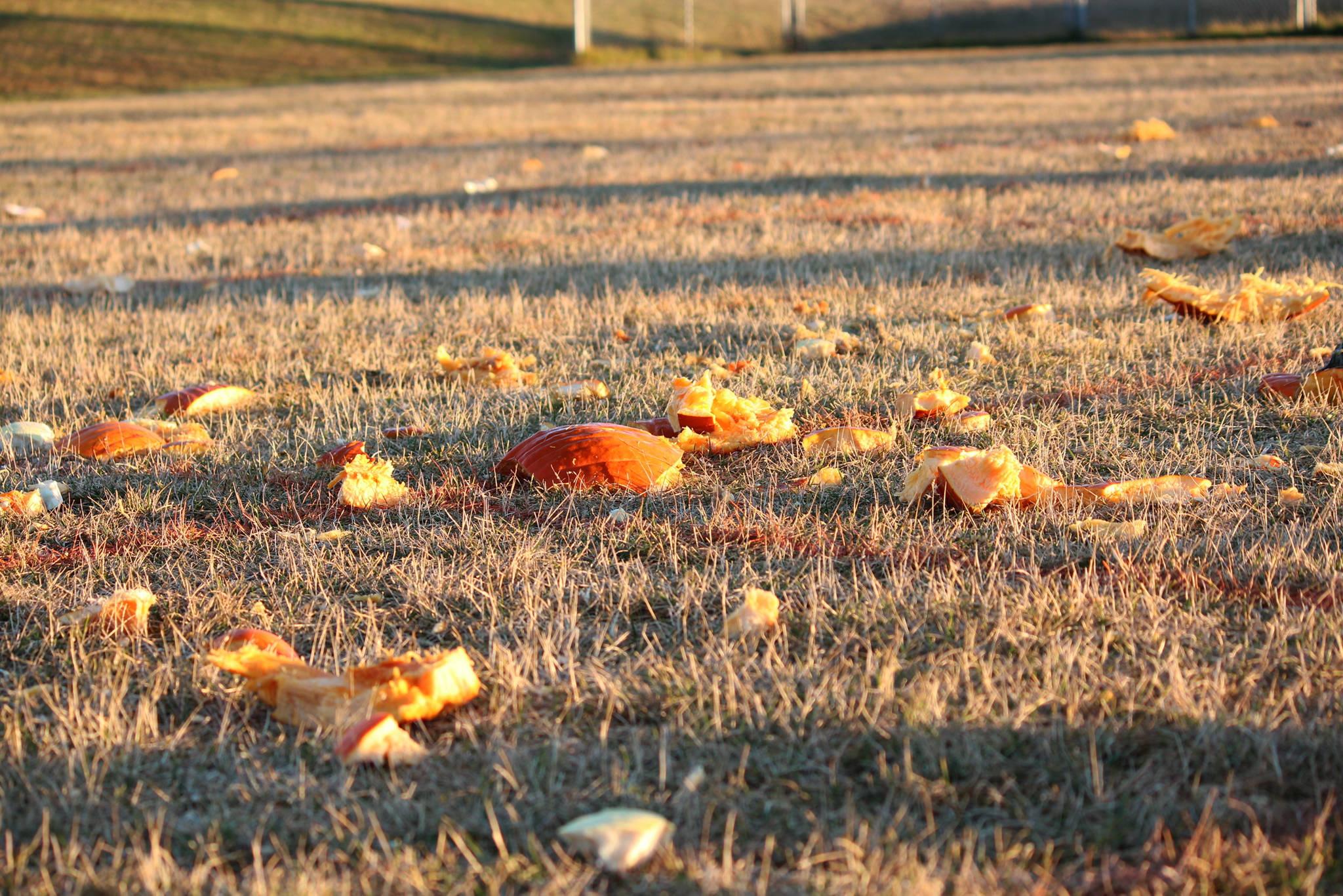 The remains of decimated pumpkins litters a field behind West Homer Elementary School following the annual Punkin Chuckin’ event Friday, Nov. 3, 2017 in Homer, Alaska. (Photo by Megan Pacer/Homer News)