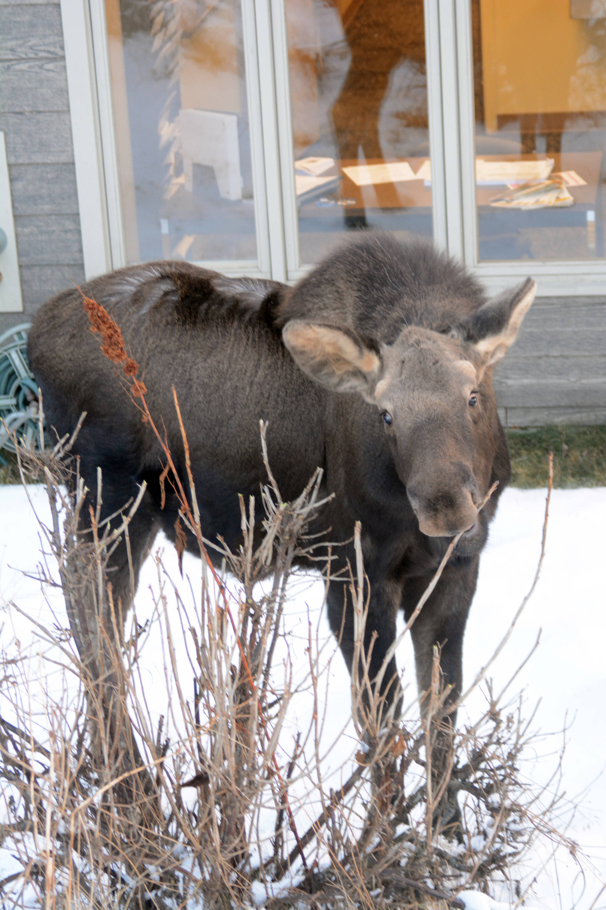 A young moose browses on a bush by Homer City Hall on Friday morning, Feb. 9, 2018. (Photo by Michael Armstrong/Homer News)