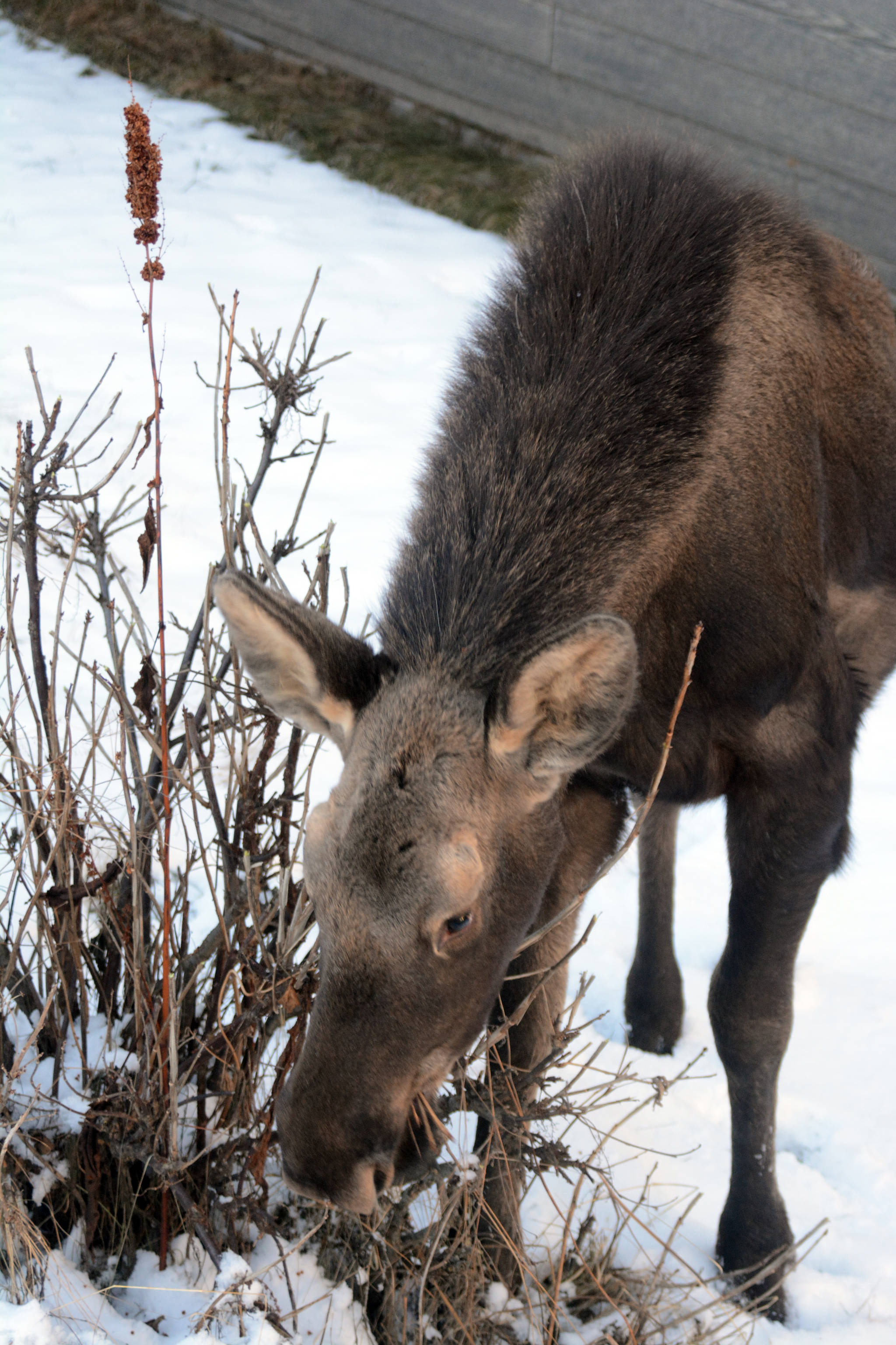 A young moose browses on a bush by Homer City Hall on Friday morning, Feb. 9, 2018. (Photo by Michael Armstrong/Homer News)