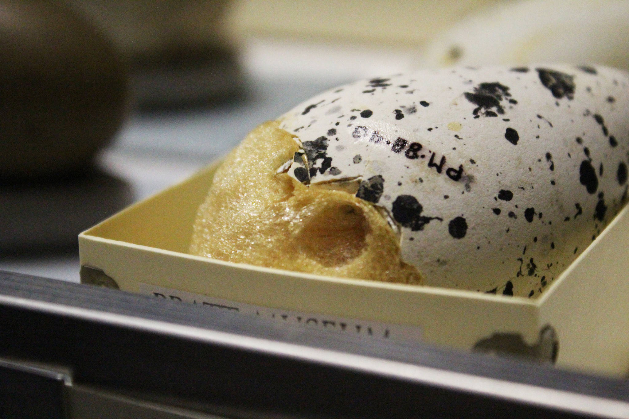 The shell of the bird egg rests in a box in a file cabinet at the Pratt Museum on Thursday, Feb. 15, 2018 in Homer, Alaska. Part of the shell has broken away to reveal a type of foam that had been pumped into the egg to help preserve it. Collections Manager Savanna Bradley said this is an older method that is no longer practiced at the Pratt. (Photo by Megan Pacer/Homer News)