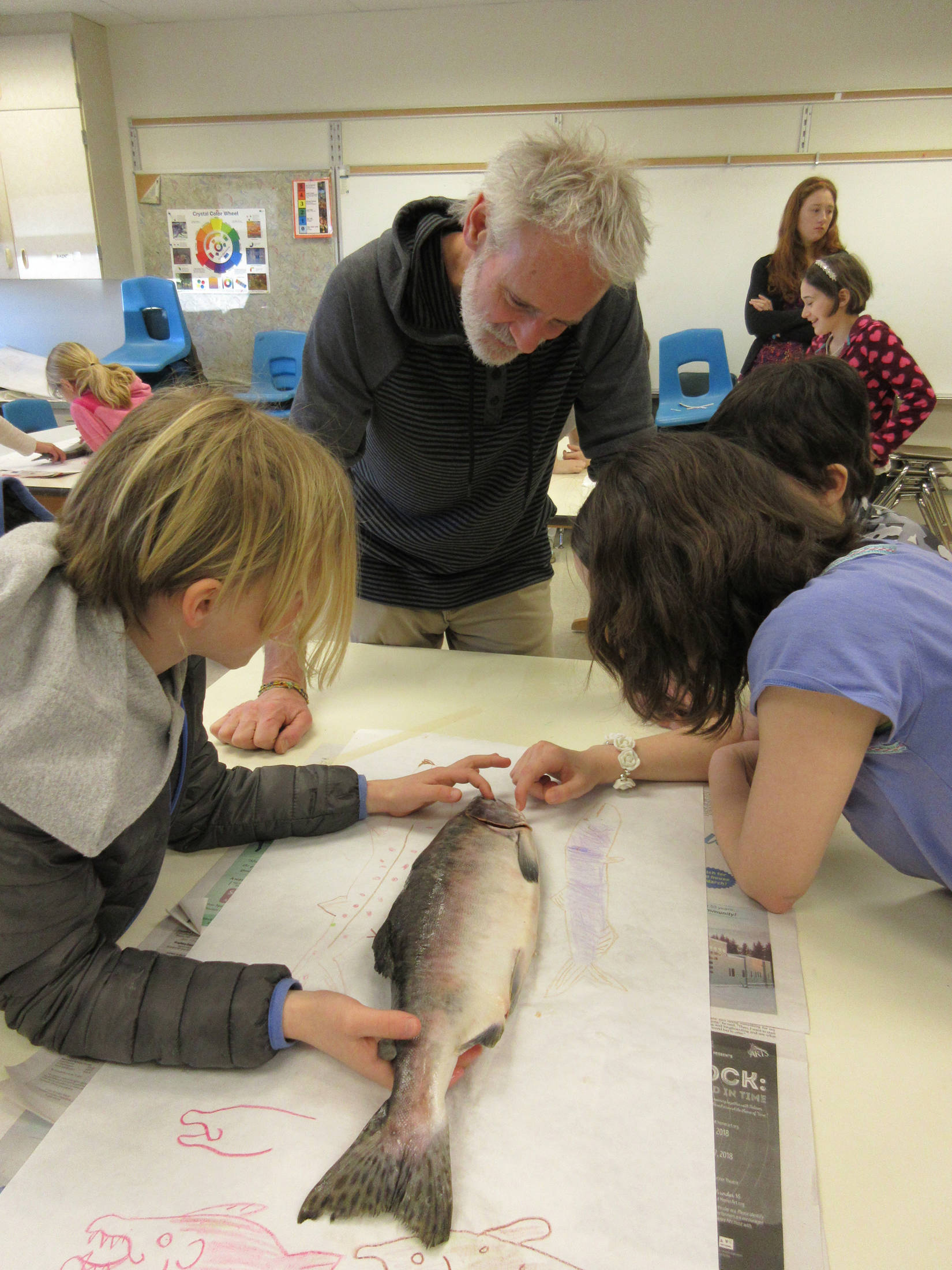 Teacher Jon Kulhanek oversees students while they dissect a salmon Thursday, March 1, 2018 at Fireweed Academy in Homer, Alaska. (Photo by Fireweed Acedemy Principal Todd Hindman)