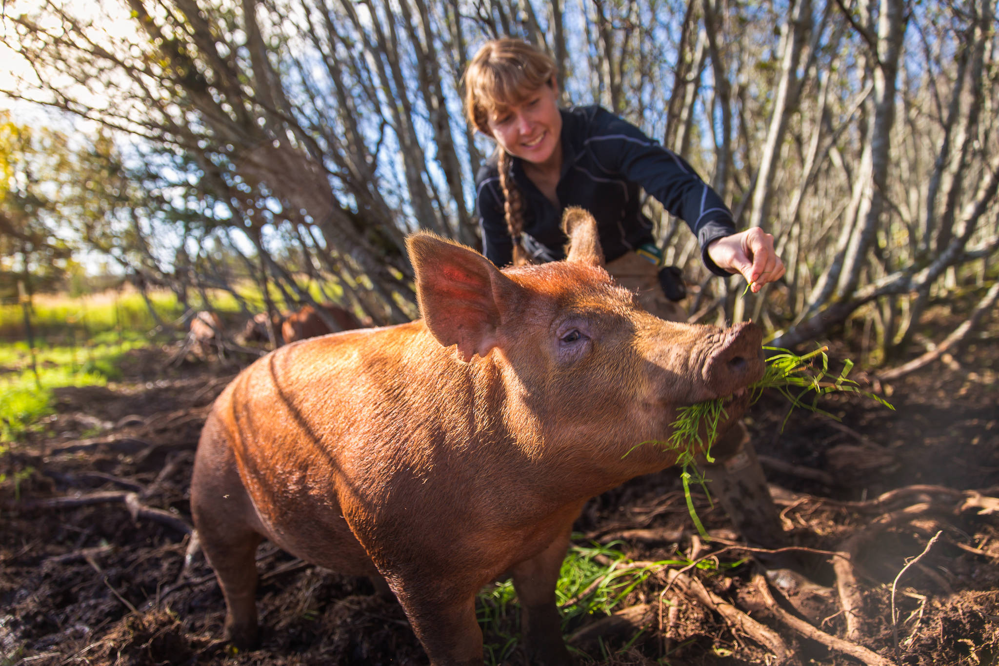 Jenni Medley of Blood, Sweat, and Food interacts with a heritage Tamworth hog rooting on pasture at the farm off East Hill Road. (Photo by Jennifer Tarnacki)