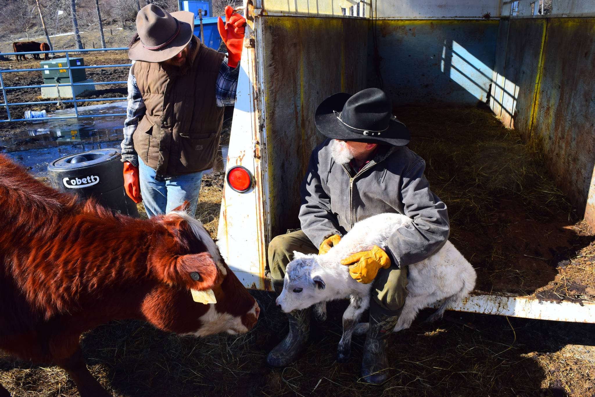 Alaskan cowboys bring local beef to the table