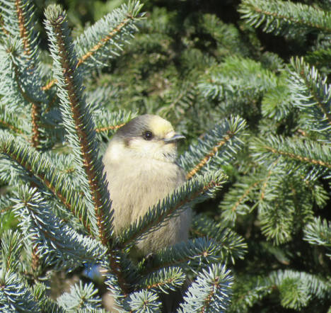 Gray jay. (Photo by Michelle Michaud)