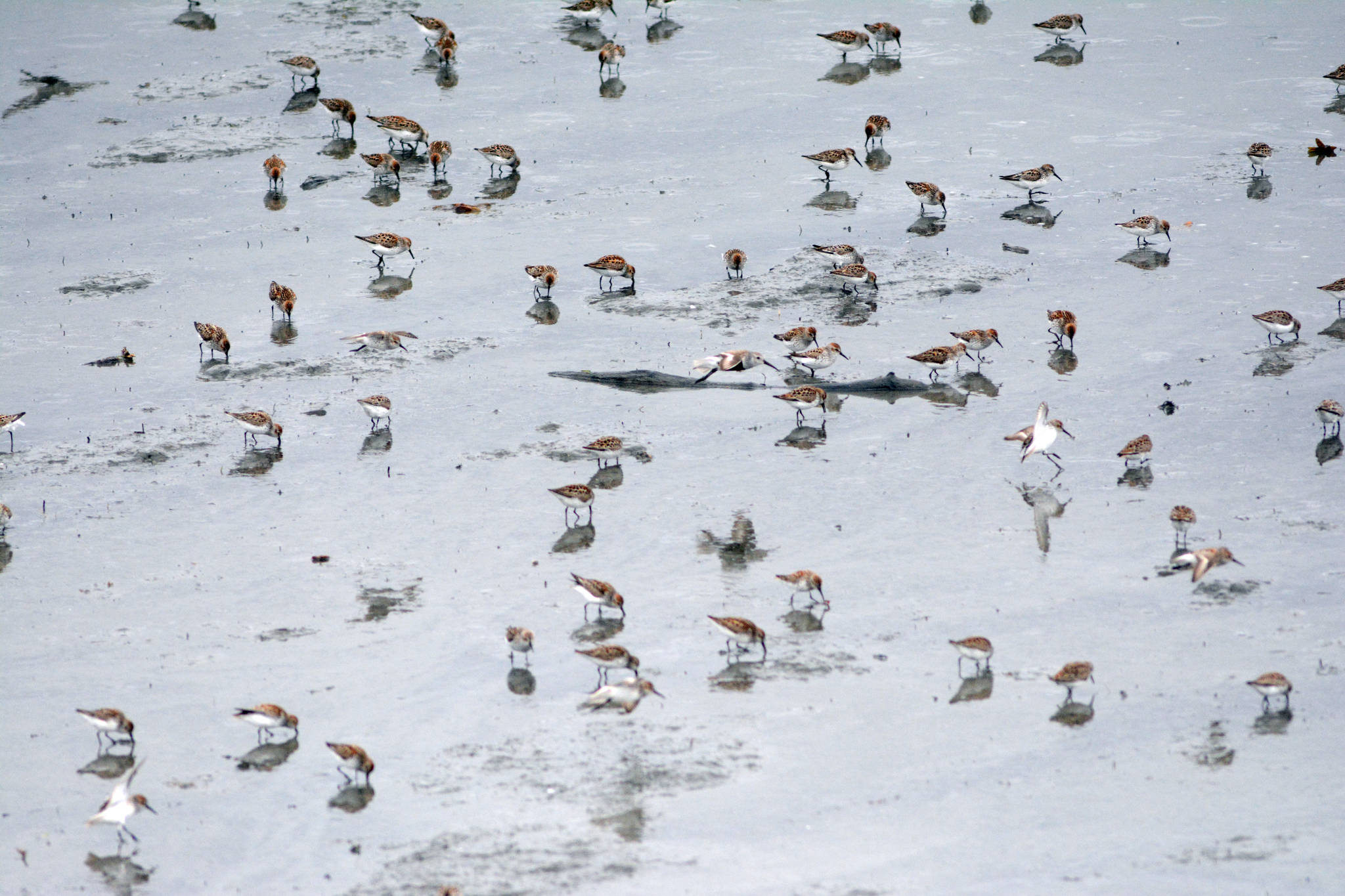 Bird migration patterns come into play during annual shorebird festival