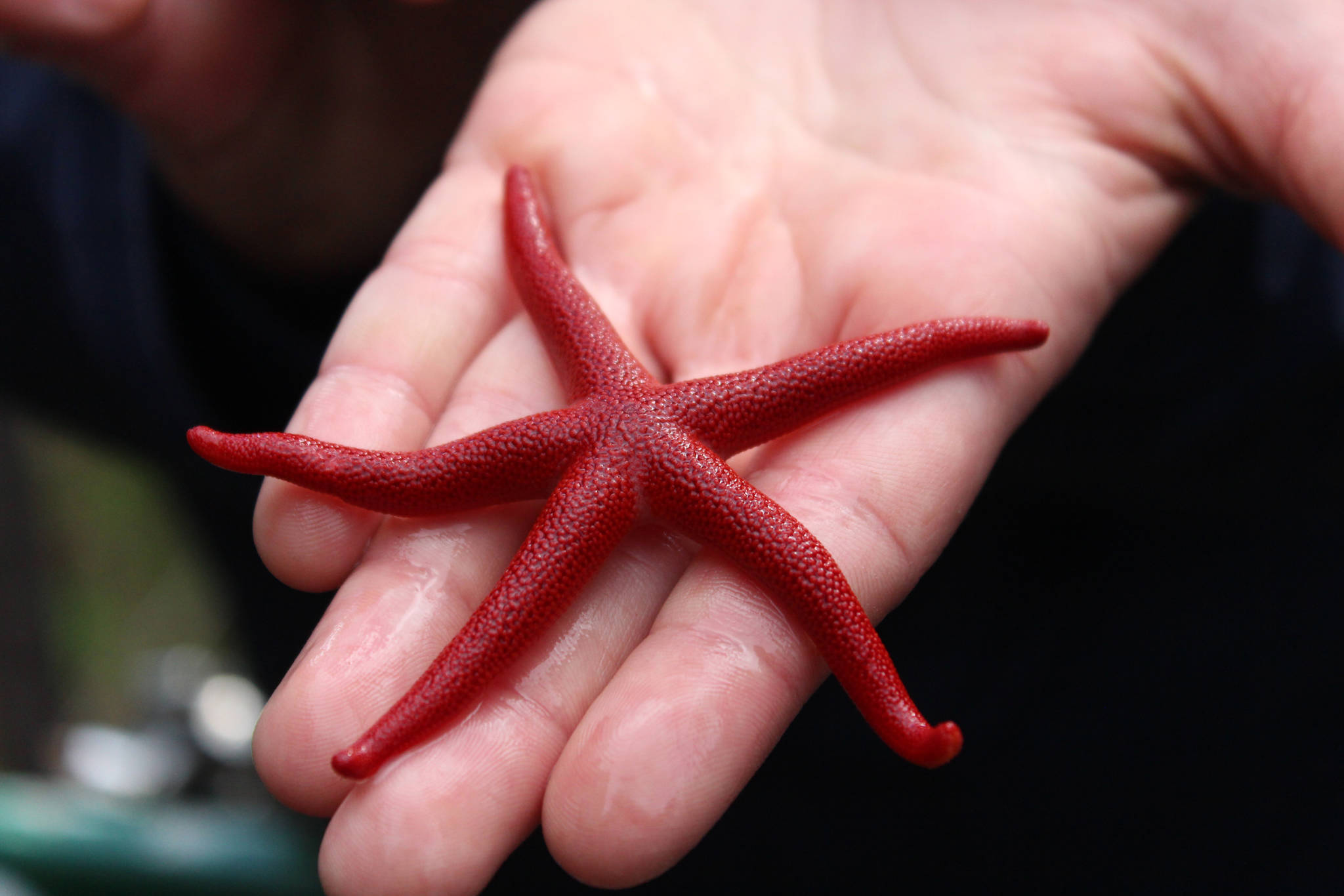 Photo by Megan Pacer/Homer News Caitlin Marsteller holds out a sea star for a group of tour participants to inspect during a visit to the Peterson Bay field station Thursday, May 24 near Homer.