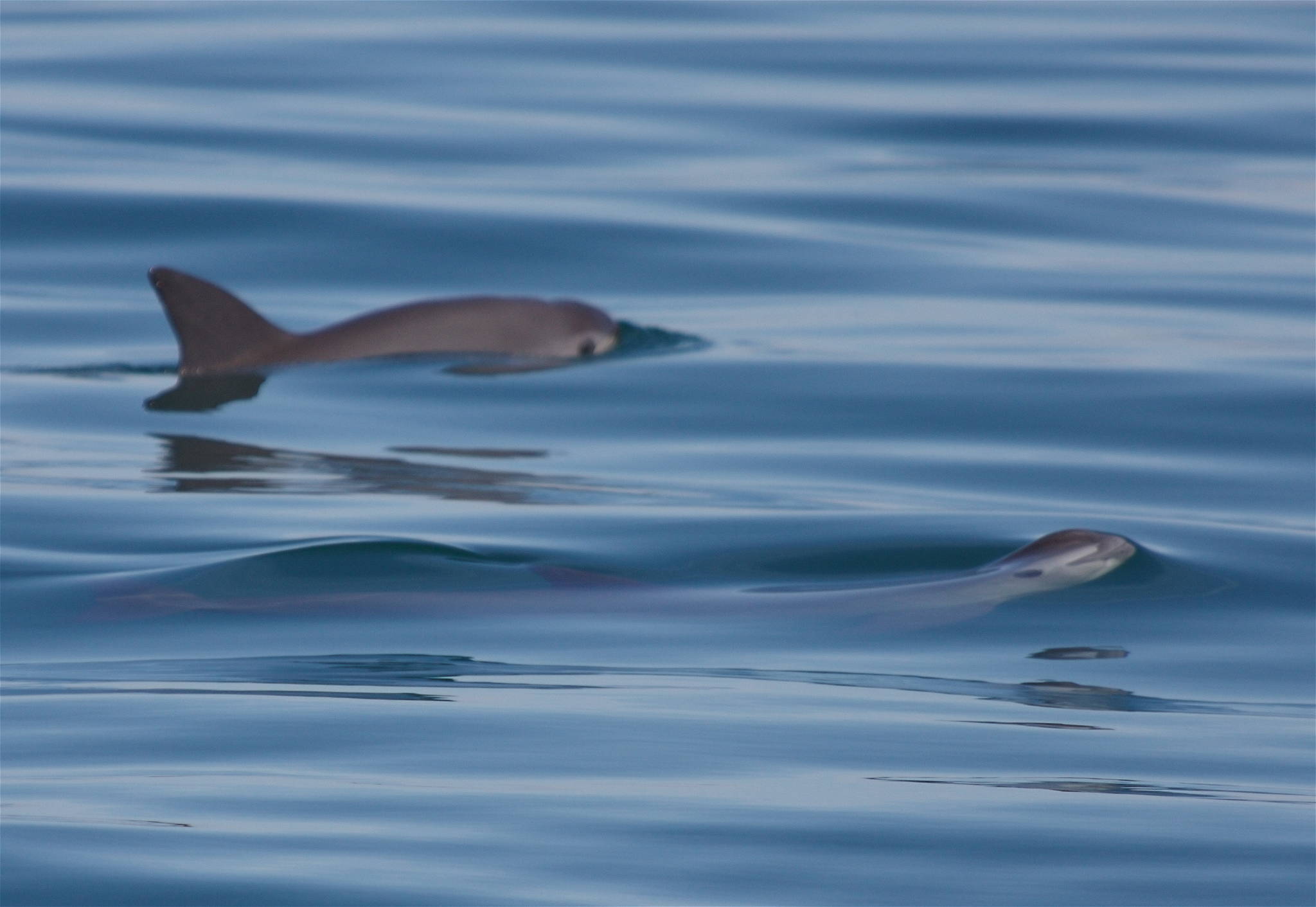 International event to raise awareness of endangered Mexican porpoise