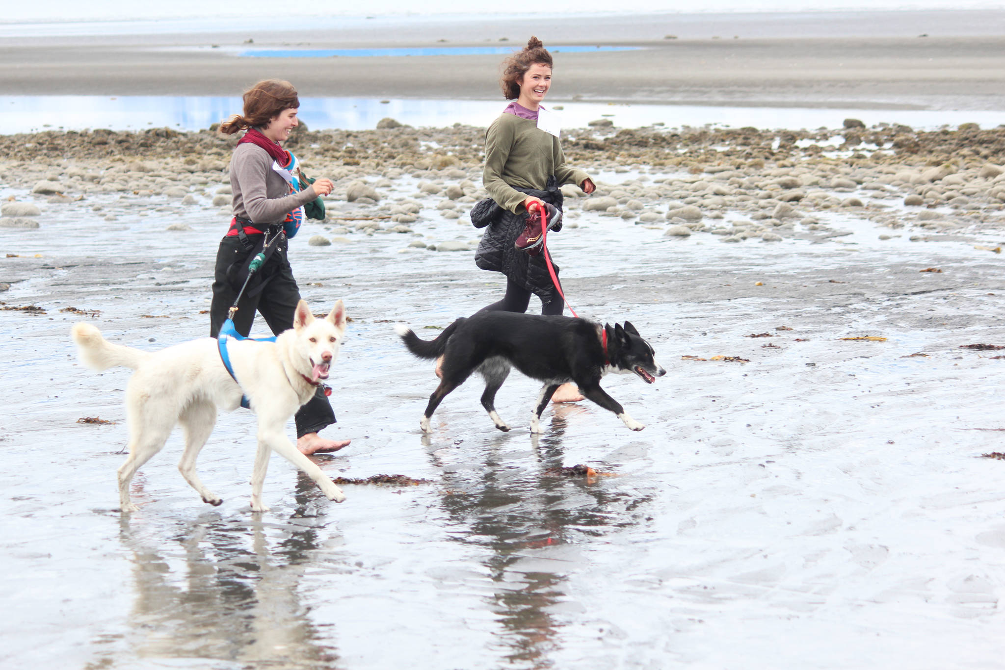 Chariots of Fur 5K enters third year, benefits Homer Animal Friends