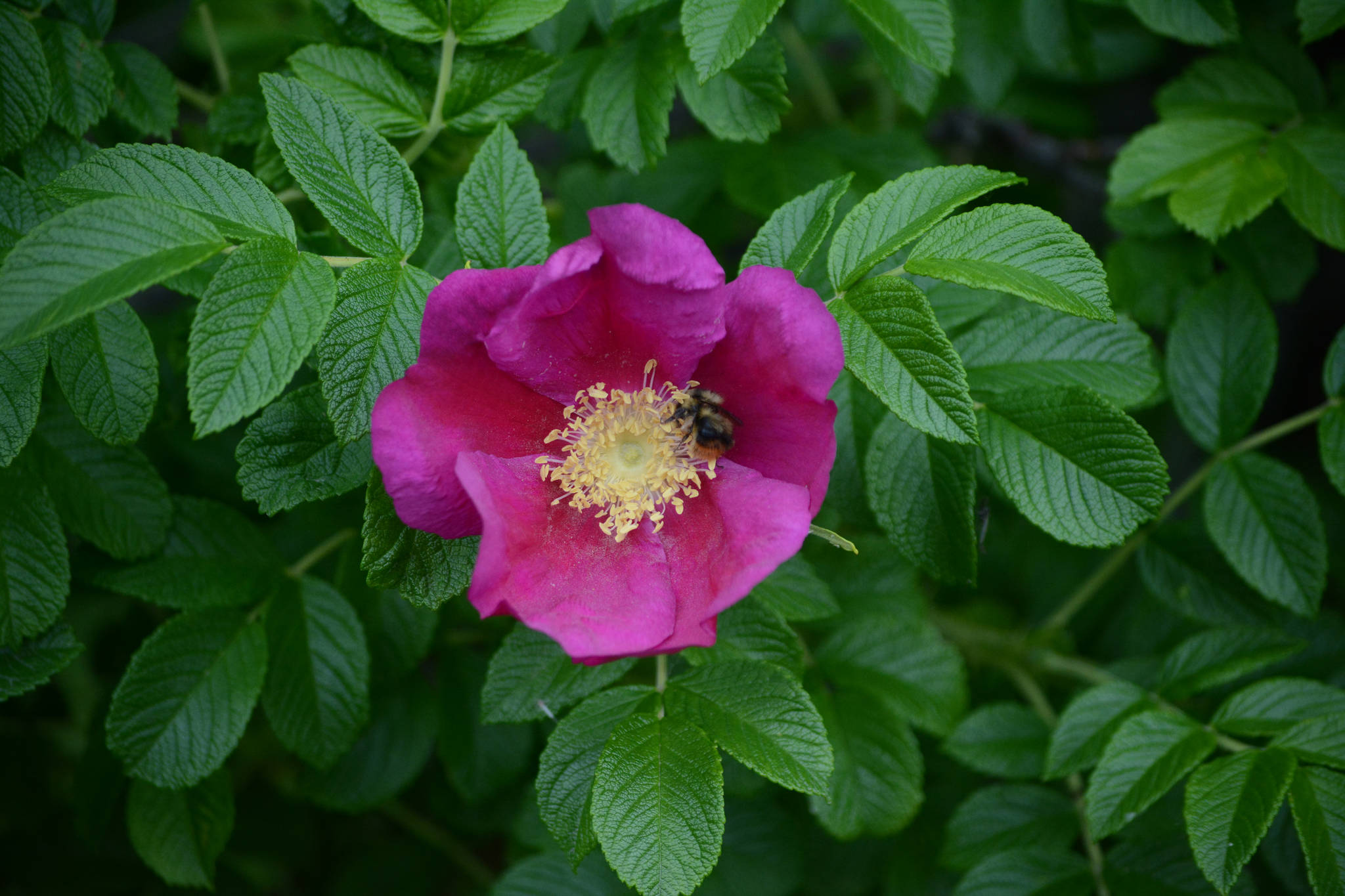 A bee pollinates a Sitka rose bush by the Homer News office on Tuesday, July 24, 2018, in Homer, Alaska. (Photo by Michael Armstrong/Homer News)