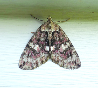 Hydriomena irata is part of a large group called carpet moths distinguished by intricate camouflage markings. Most specimens reported are from western Canada.