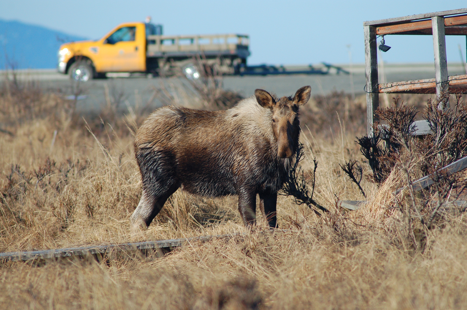 A moose forages near the road at the base of the Homer Spit. Traffic-related moose deaths are an issue year-round.-Homer News file photo