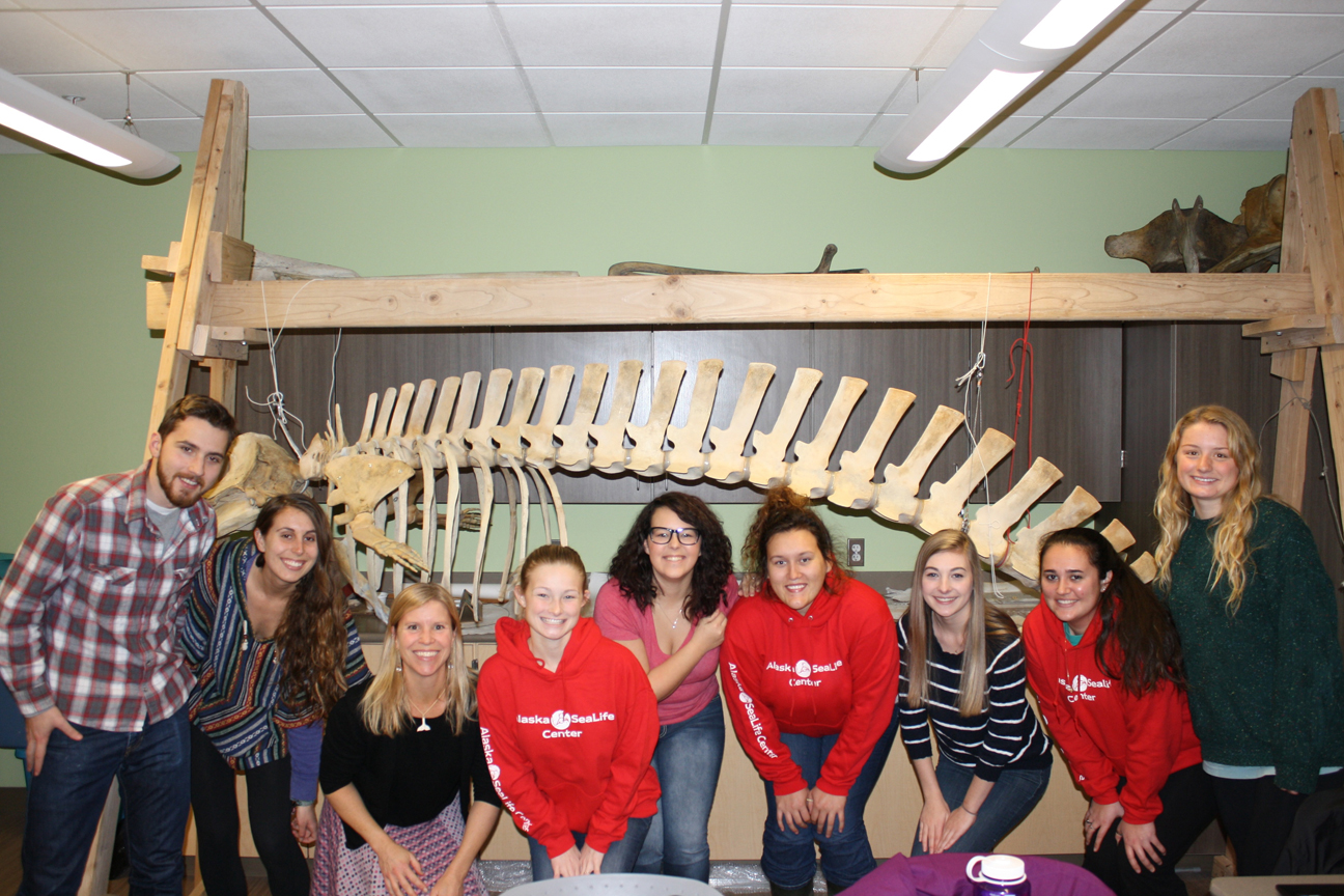 Students in the Kachemak Bay Campus’ Semester by the Bay program pose in front of the Stejneger’s beaked whale they articulated. From left are Ryan Ward, Miranda Domico, biology professor Debbie Tobin, Chandler Jennings, Ashley Bothwell, Clarissa Perkins, Adriana Ferello, Lauren McCaslin and Shelby Spade. Not pictured is Stephen Fogarsi.-Photo by Lindsay Olsen