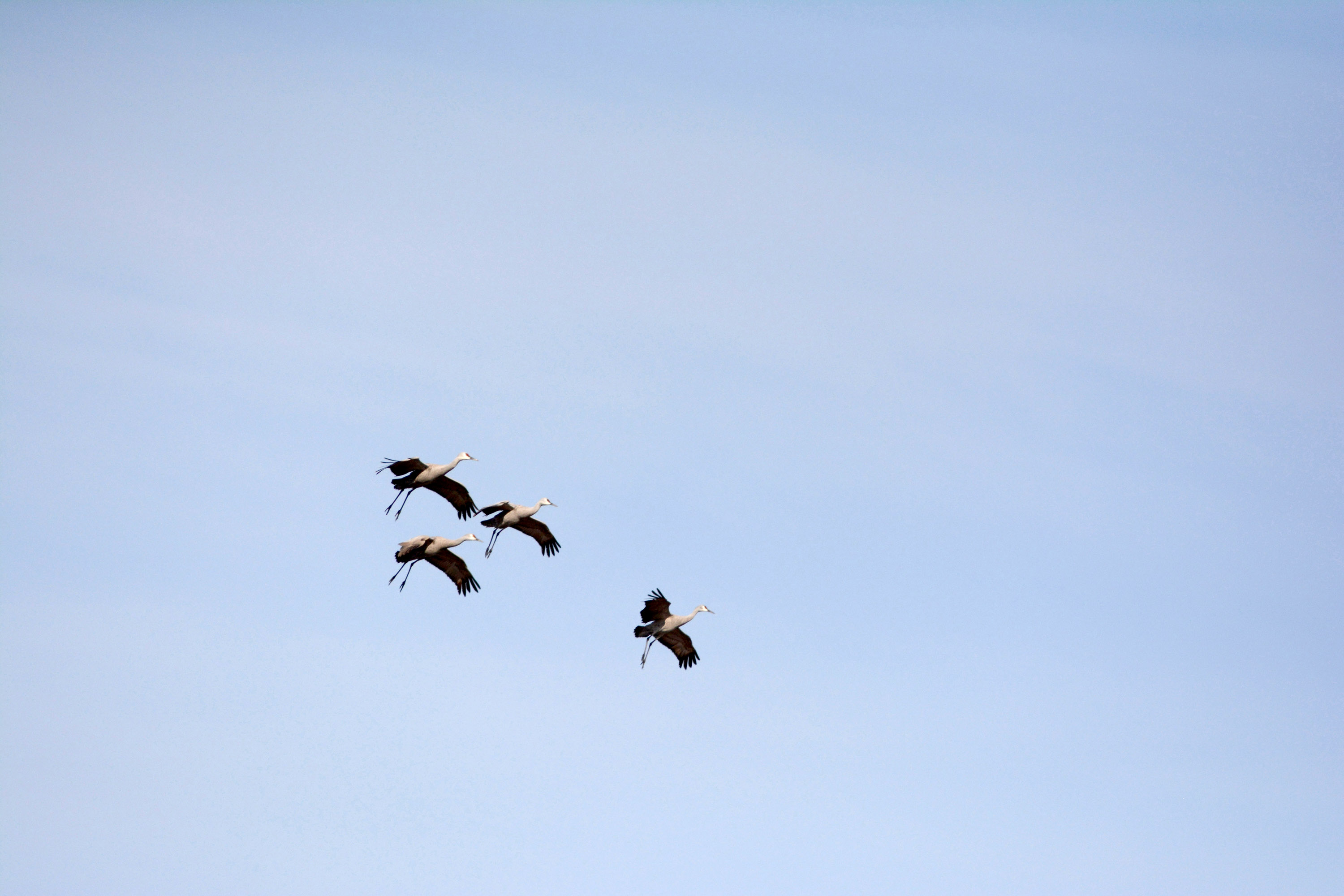 Four sandhill cranes fly over Beluga Slough last Thursday, the advance scout of a wave of cranes that arrived on the lower Kenai Peninsula over the weekend.-Photo by Michael Armstrong, Homer News