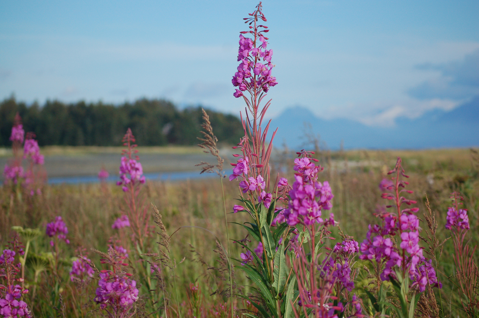 Photo by Michael Armstrong; Homer News