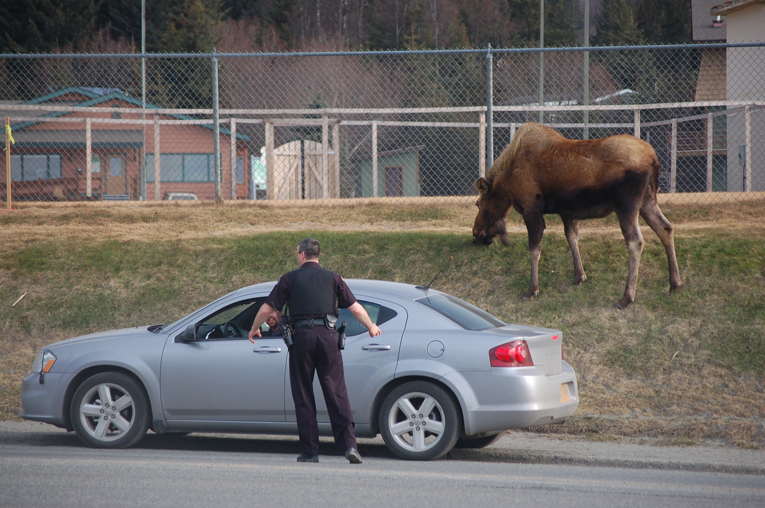 Homer Police Officer Stacey Luck on Tuesday morning talks to a motorist who had stopped to look at a moose feeding on the lawn by the Homer Education and Recreation Complex on the Sterling Highway.-Photos by Michael Armstrong, Homer News