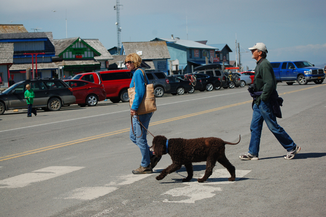 GOOD: Brenda White, left, her Irish water spaniel, Flutie, and Paul Lepsik cross the Homer Spit Road on a crosswalk, the painted white lines.-Photo by Michael Armstrong, Homer News