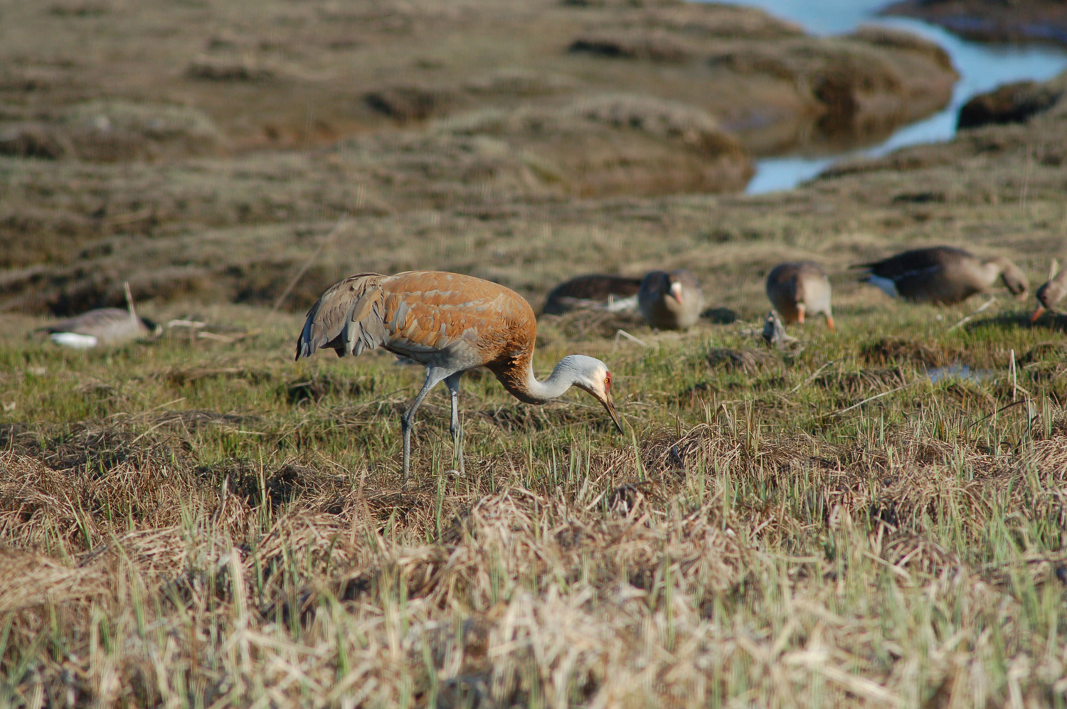 A sandhill crane feeds in Beluga Slough with a flock of greater white-fronted geese, an Aleutian goose and a lesser Canada goose in April 0f 2013. These birds also can be seen during the shorebird festival.-Photo by Michael Armstrong, Homer News