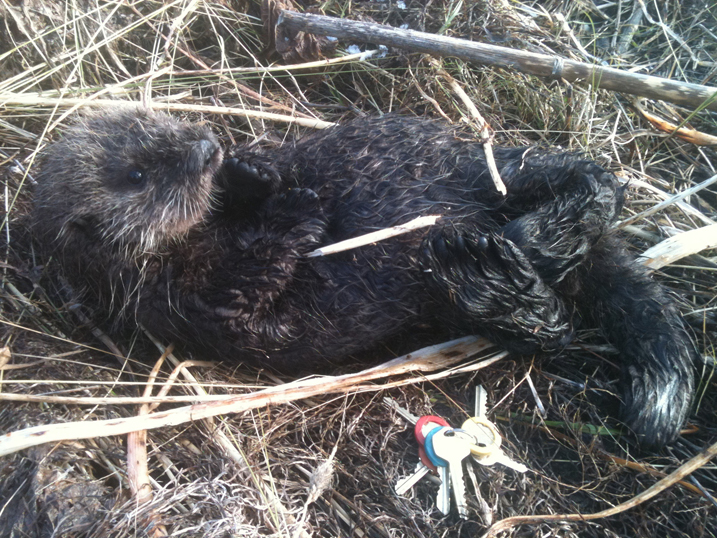 A sea otter pup was rescued after residents saw it stranded on Kachemak Drive Oct. 17.