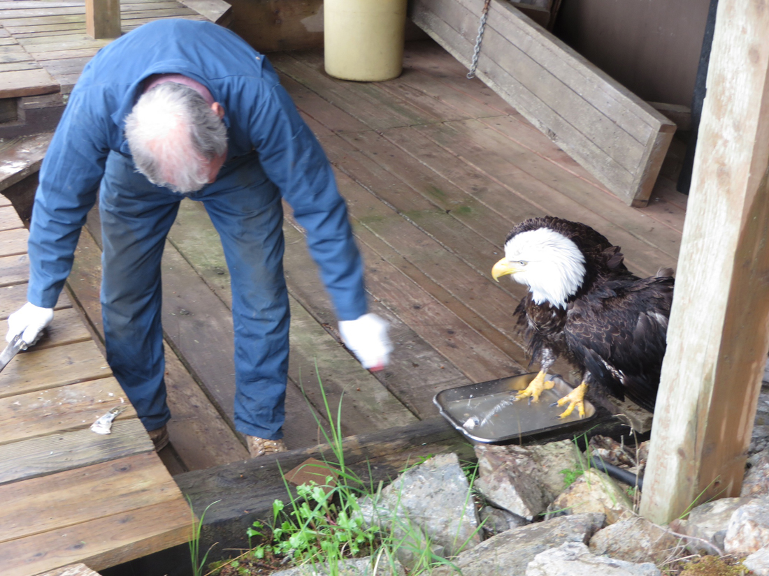 Bernie Simon feeds herring to an injured eagle. -Photo by Marion Simon