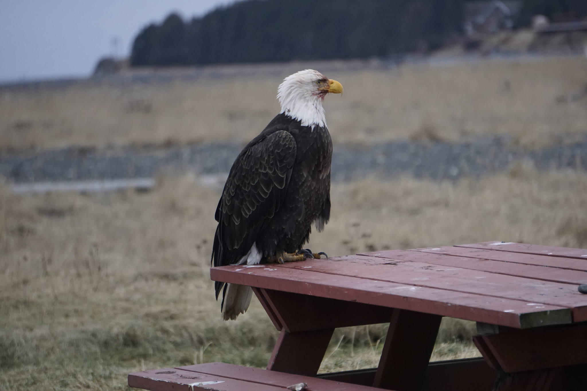 A bald eagle sits on a picnic table at Mariner Park on the Homer Spit on Jan. 28, 2019, in Homer, Alaska. This and other eagles had been feeding on a dead sea otter that washed up on the beach. (Photo by Michael Armstrong/Homer News)