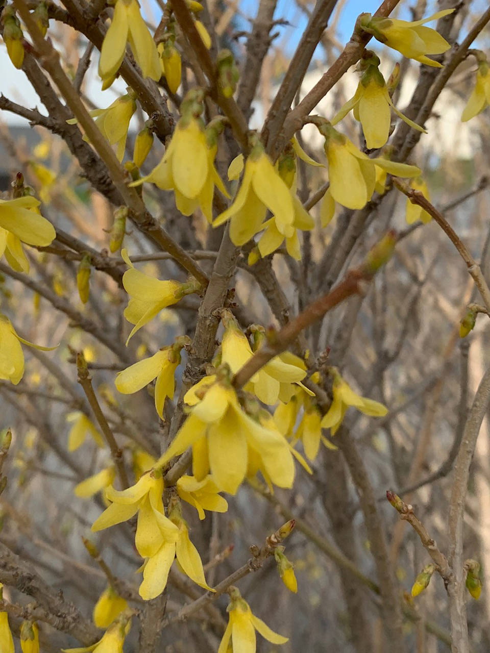 Don’t miss the forsythia blooming on the corner of Pioneer Avenue and Svedlund Street on May 2, 2019. There aren’t many of these in Homer, so appreciate them now, for their bloom time is short. (Photo by Rosemary Fitzpatrick)