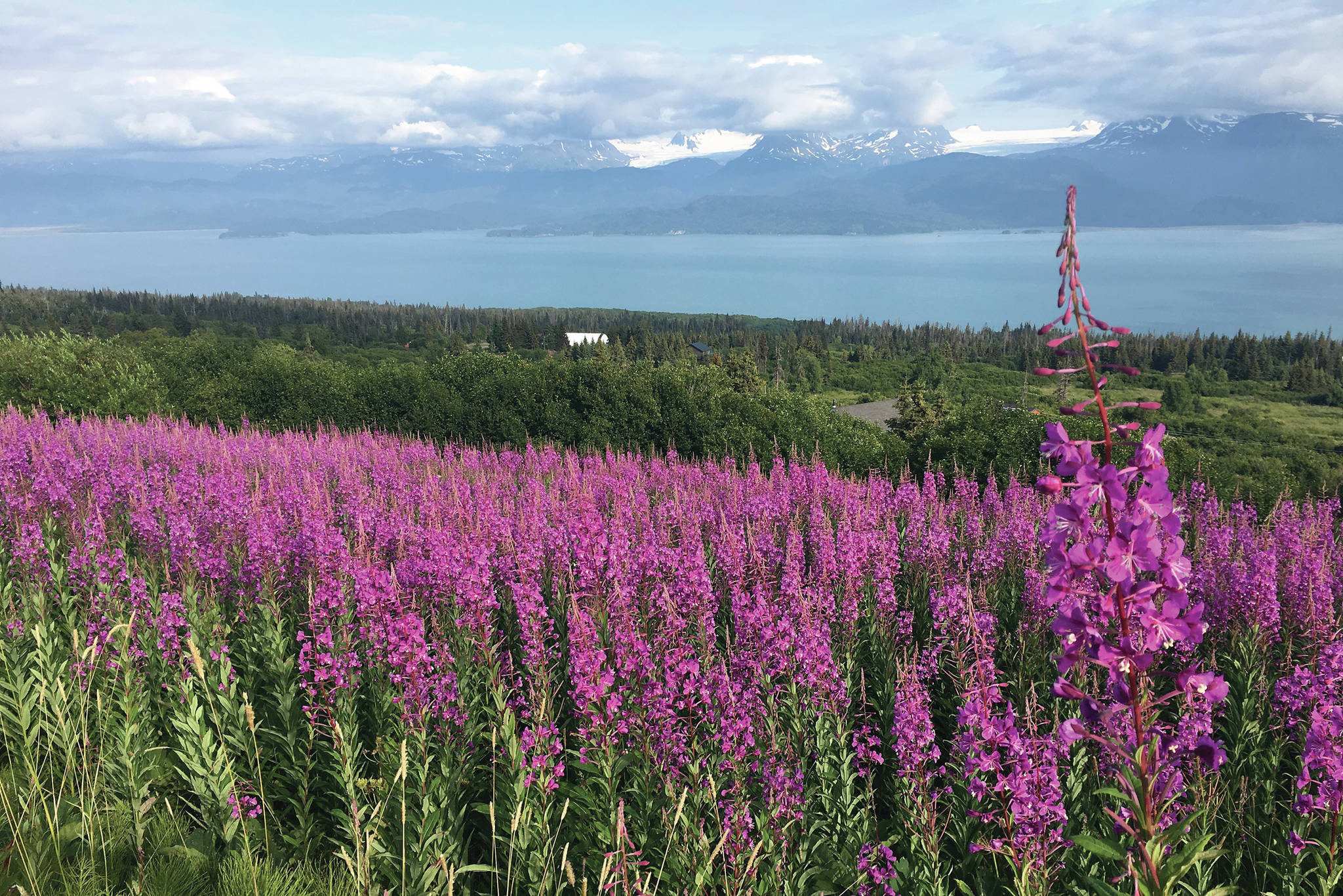 Fireweed blooms in the hills overlooking Kachemak Bay as seen from Old East End Road on Saturday, July 20, 2019 near Homer, Alaska. (Photo by Megan Pacer/Homer News)