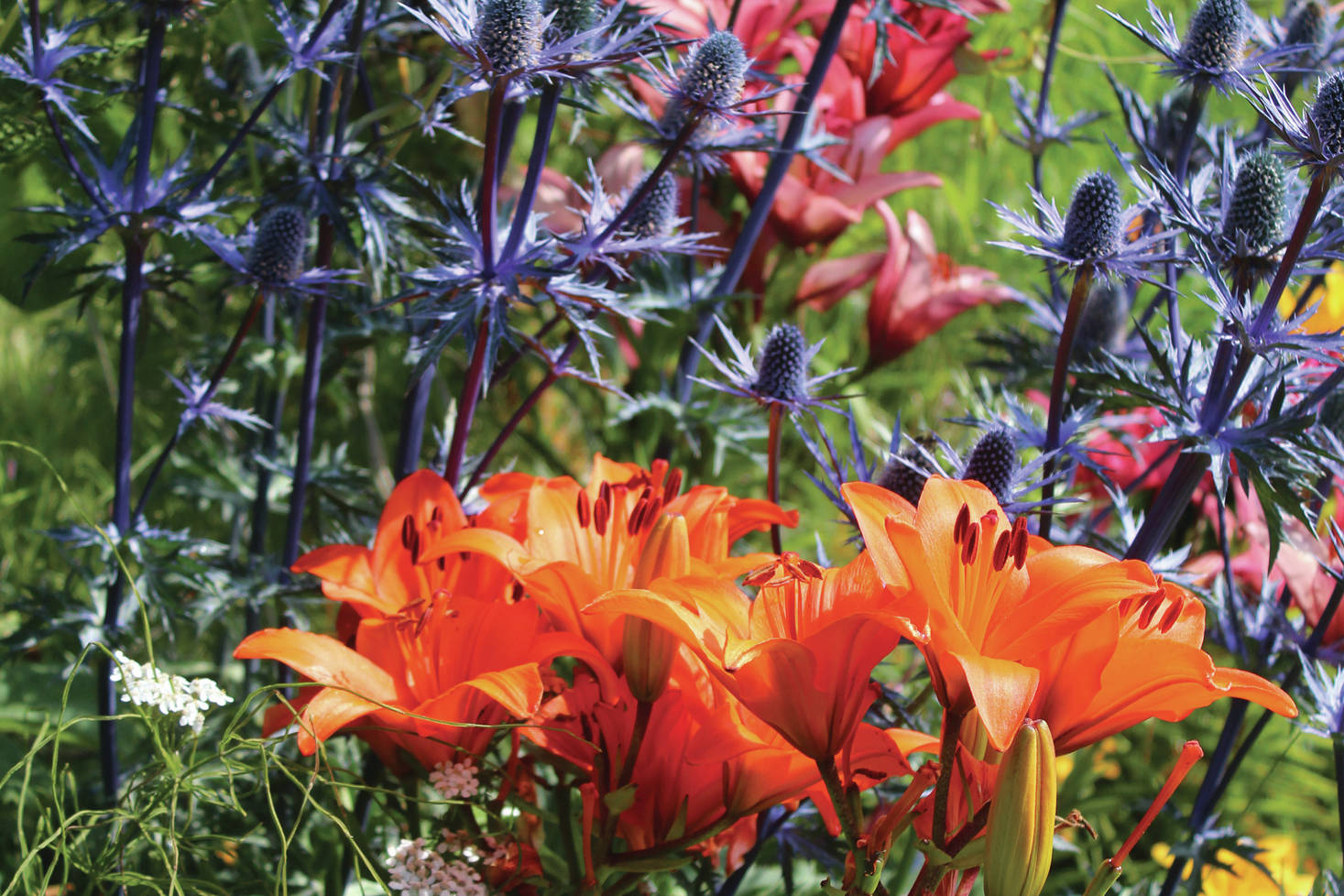 Flowers bloom in the garden of Rachel Lord, who owns and operates Alaska Stems, during the annual Garden Tour on Sunday, July 28, 2019 in Homer, Alaska. (Photo by Megan Pacer/Homer News)