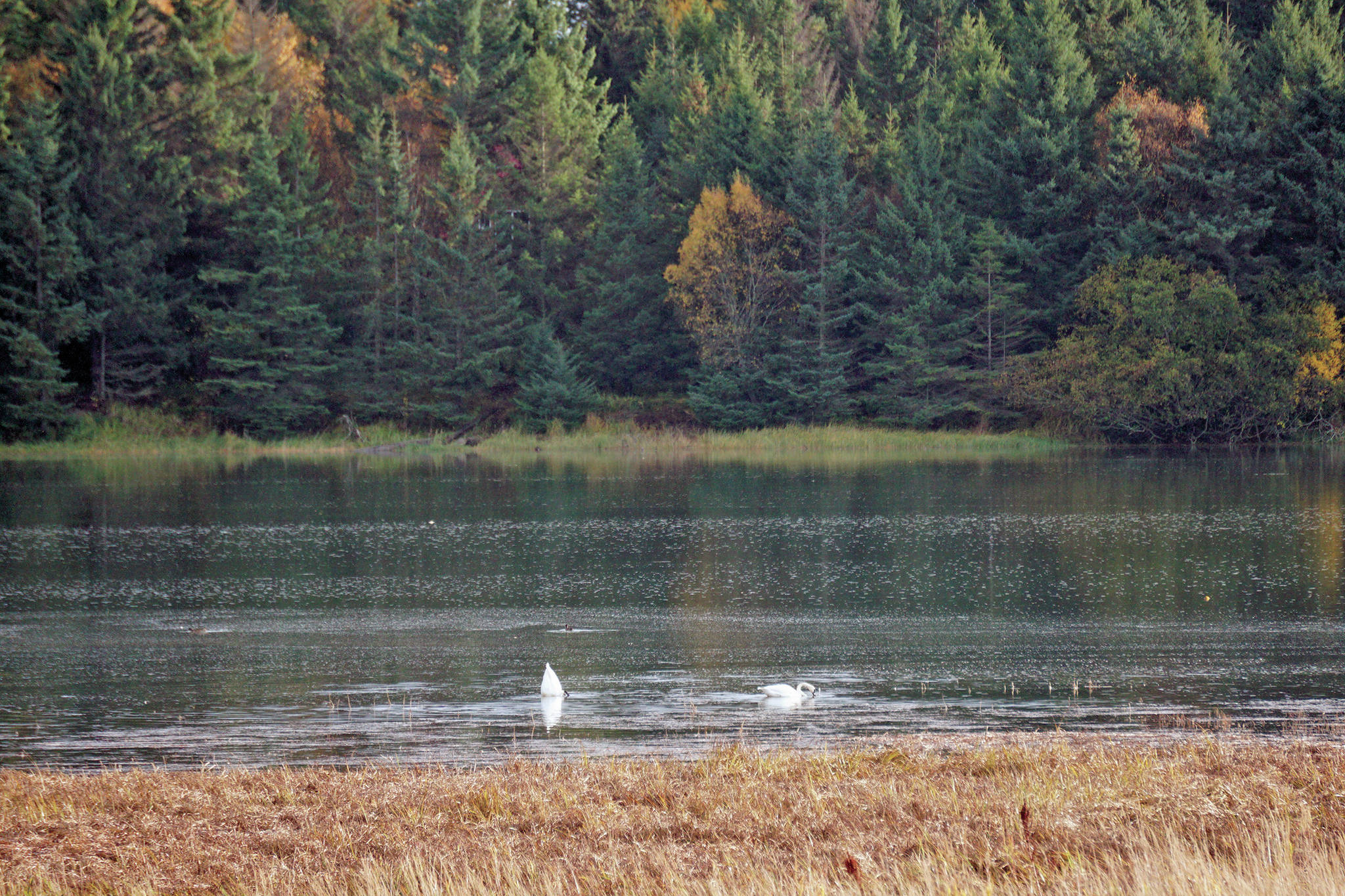 Swan lake Two swans feed on an extreme high tide of of 21.9 feet on Tuesday afternoon, Oct. 1, 2019, in Beluga Slough, Homer, Alaska. The tide flooded the slough to its shores, turning it into a lake. Homer will see an even higher tide of 22.6 feet at 3:11 p.m. Oct. 28, 2019. (Photo by Michael Armstrong/Homer News)