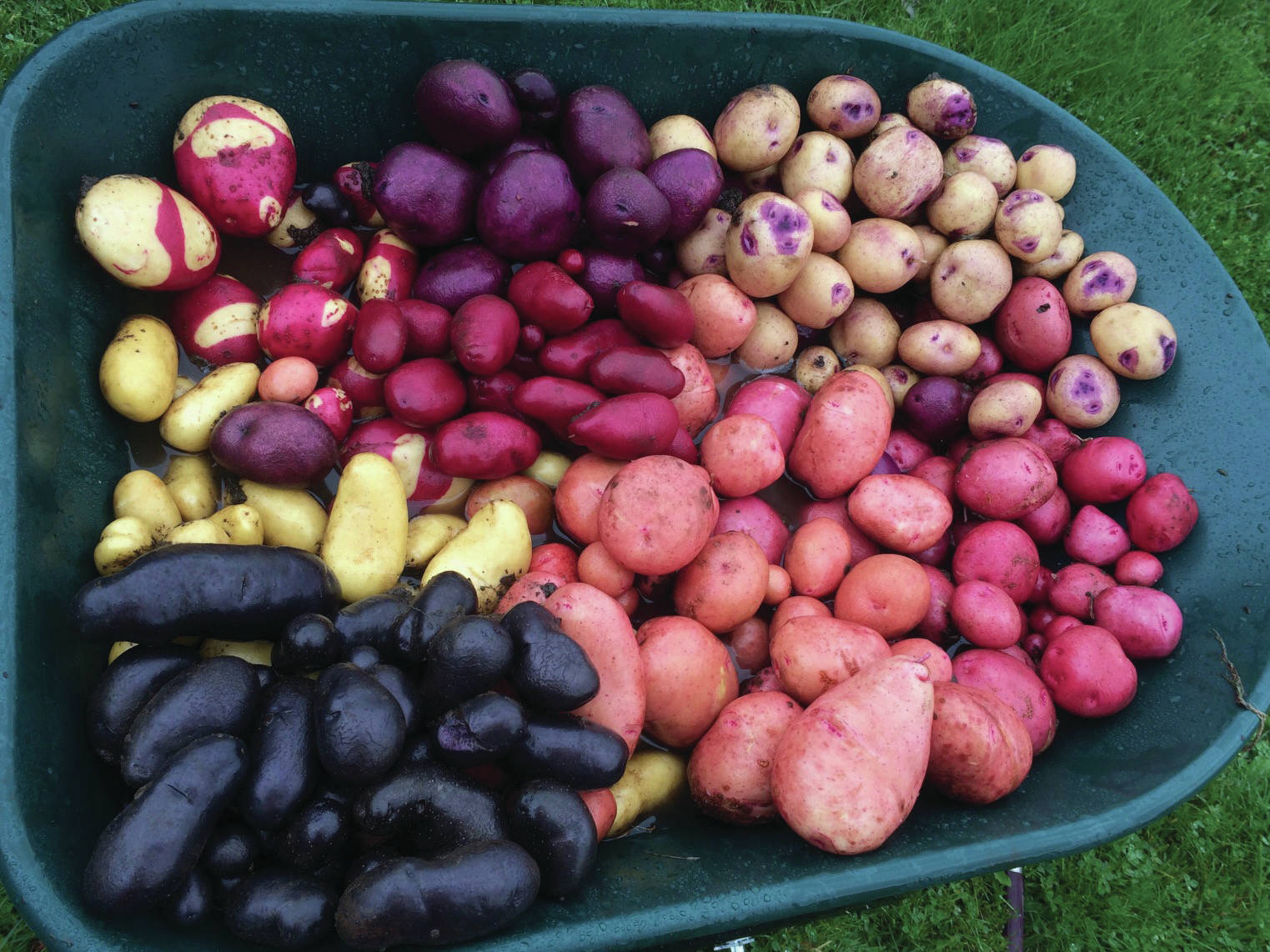 Jane Wiebe’s wheelbarrow of lovely tubers will cause any potato aficionado’s heart to sing. The photo was taken on Oct. 7, 2019, in Homer, Alaska. (Photo by Jane Wiebe)