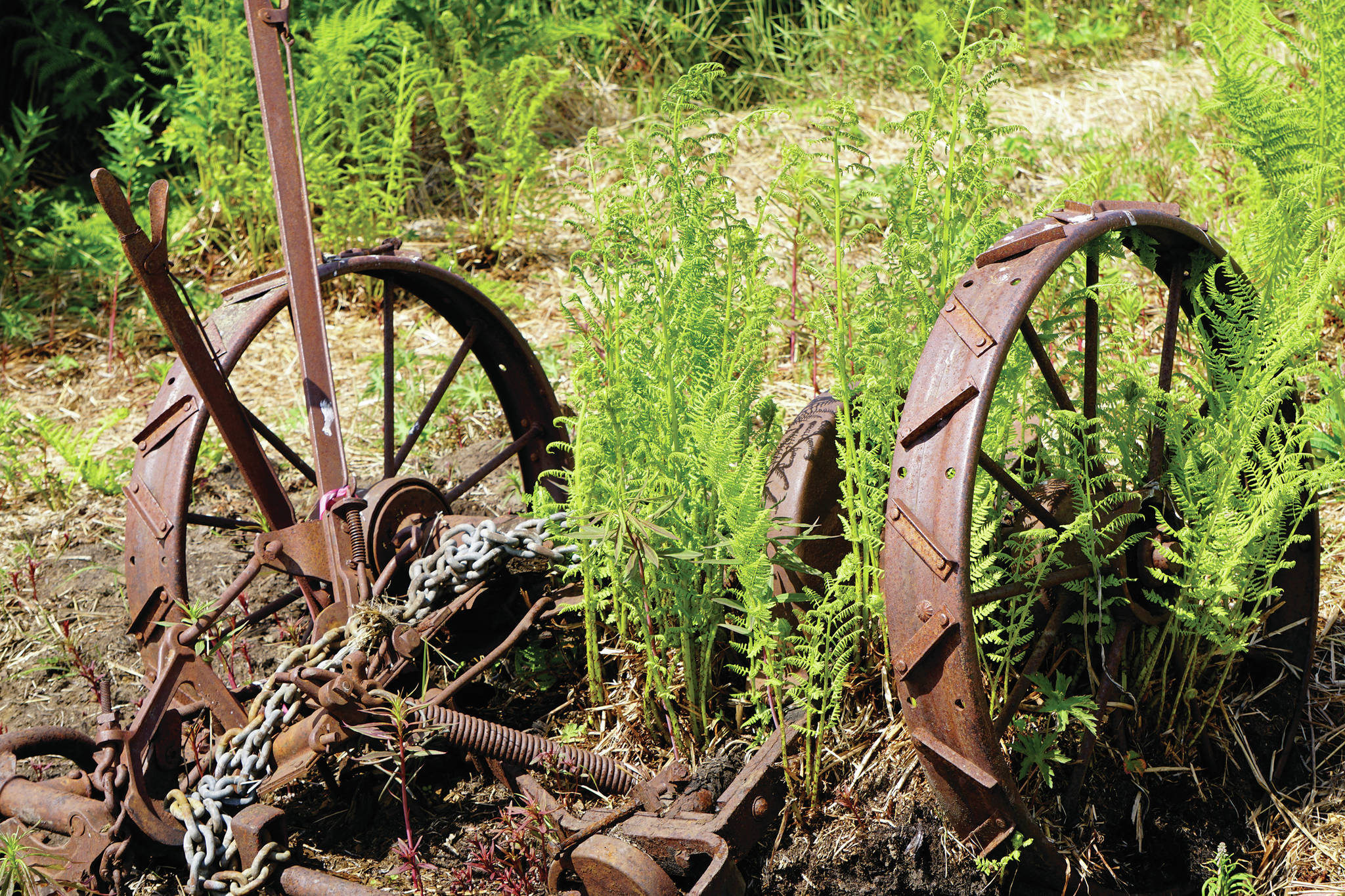 An old hay mower lies by the side of the recently rerouted Homestead Trail on Saturday, July 11, 2020, on Diamond Ridge near Homer, Alaska. Several historic homesteads were established in the hills above Homer in the 1930s and 1940s. (Photo by Michael Armstrong/Homer News)