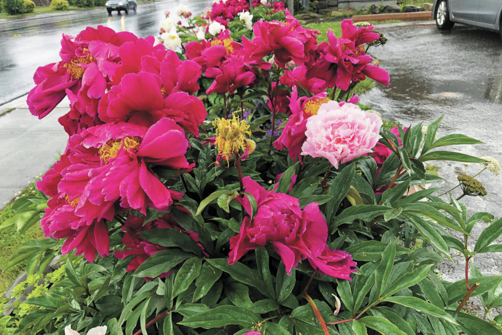 Peony celebration ends this weekend