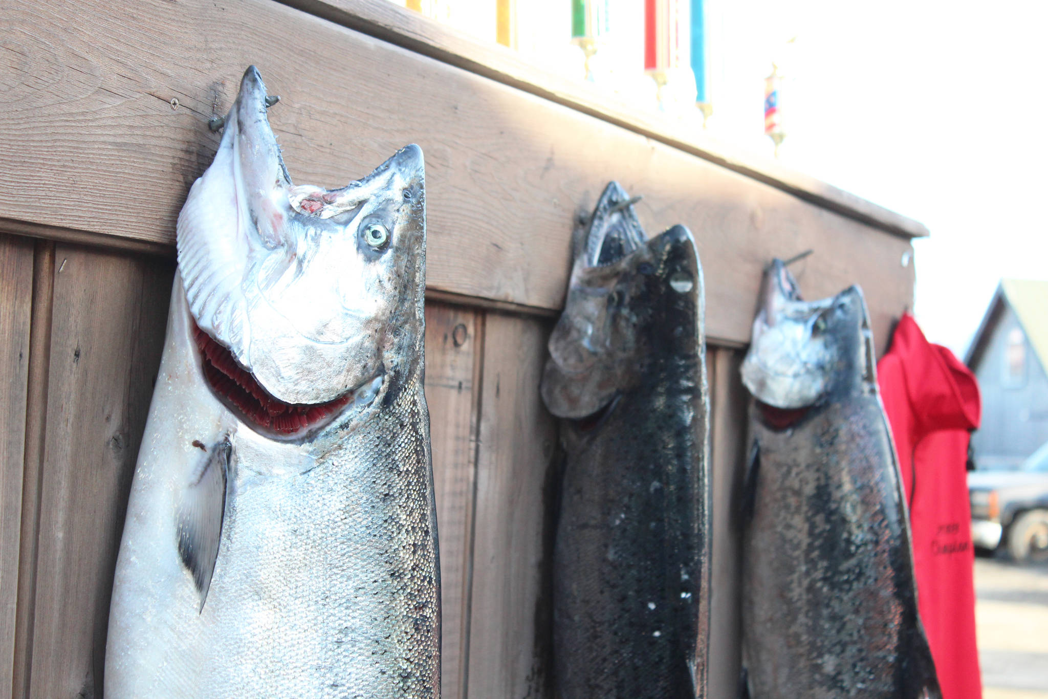 The top three fish of this year's Winter King Salmon Tournament hang on a wall before a closing ceremony announcing the winners Saturday, March 24, 2018 on the Spit in Homer, Alaska. This year's winning fish weighed 24.6 pounds. (Photo by Megan Pacer/Homer News)