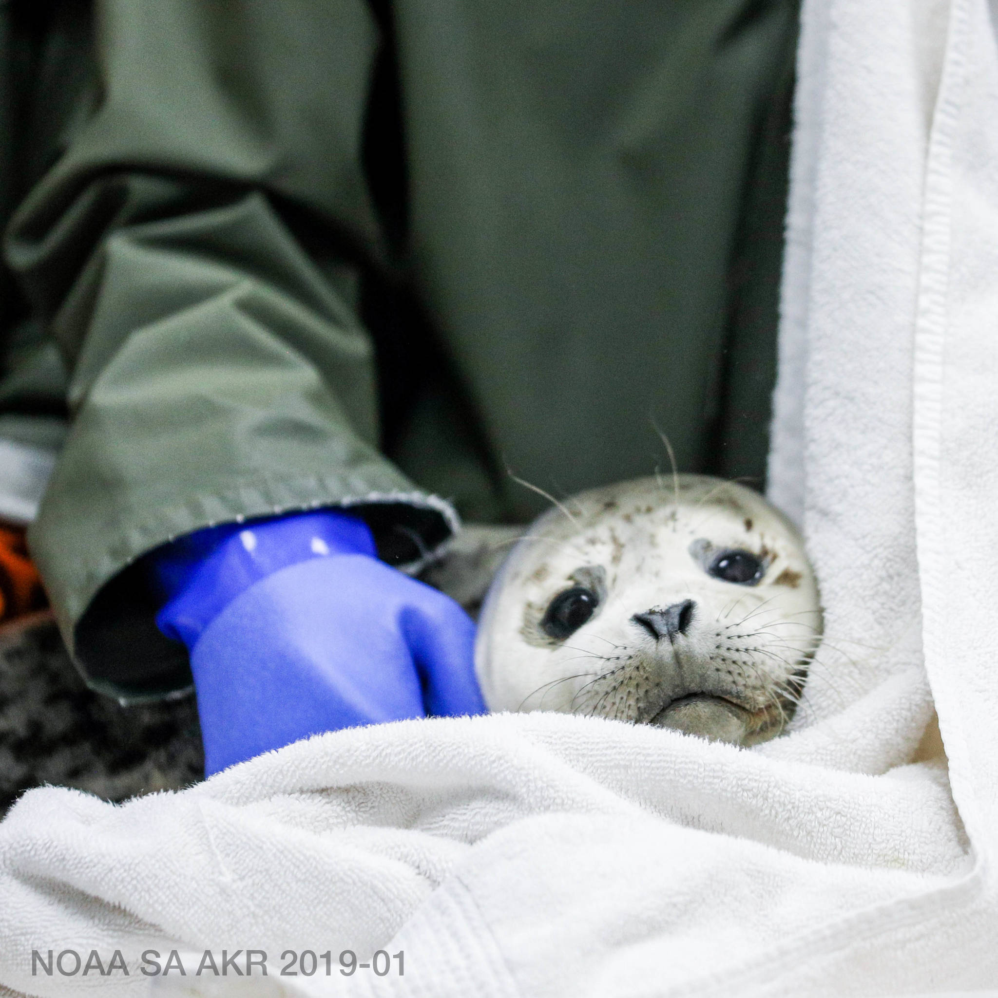 Kaiti Chritz / Alaska SeaLife Center
A female harbor seal pup is admitted to the Alaska SeaLife Center.