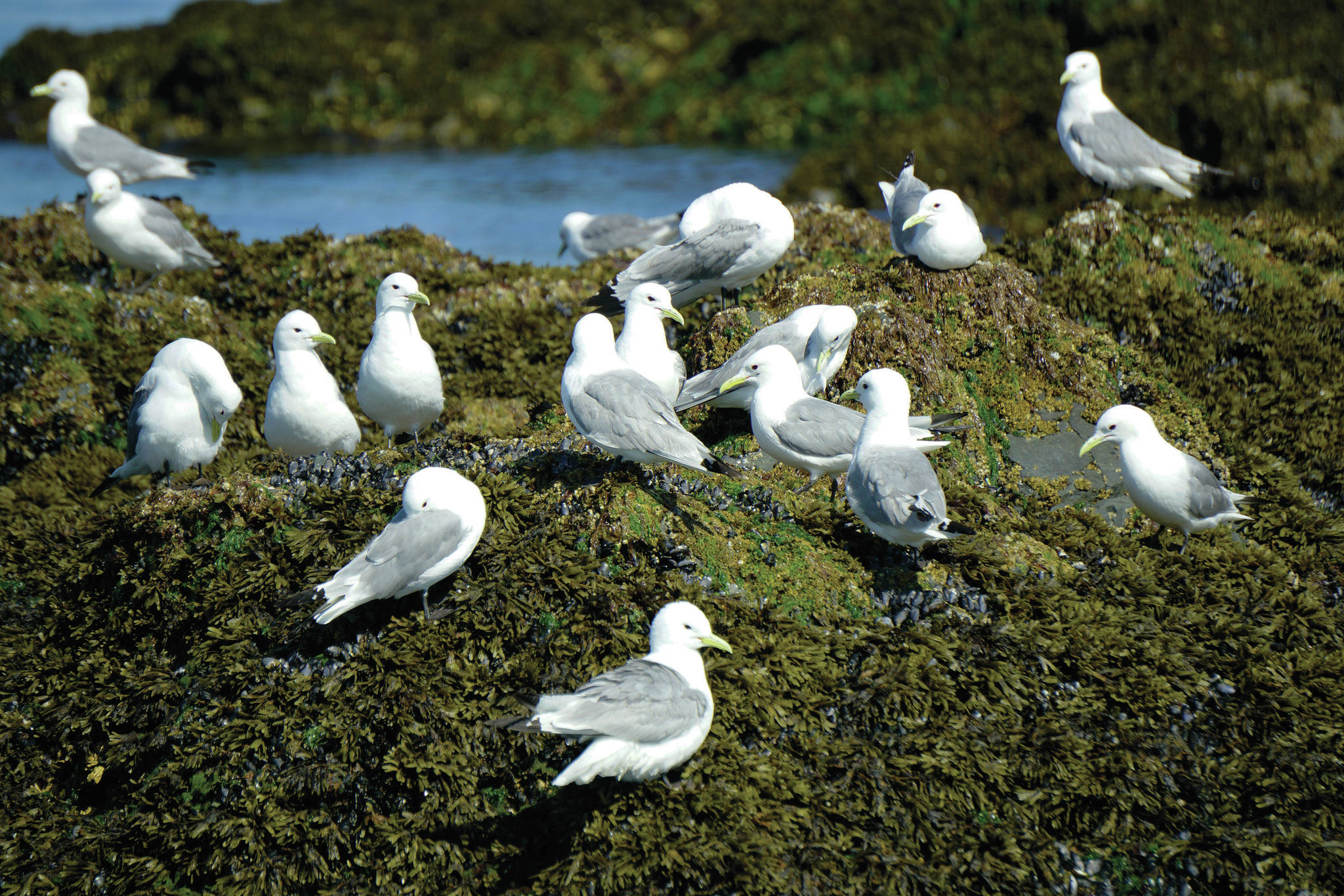 Black-legged kittiwakes neast on Gull Island on July 31, 2021, near Homer, Alaska. (Photo by Michael Armstrong/Homer News)