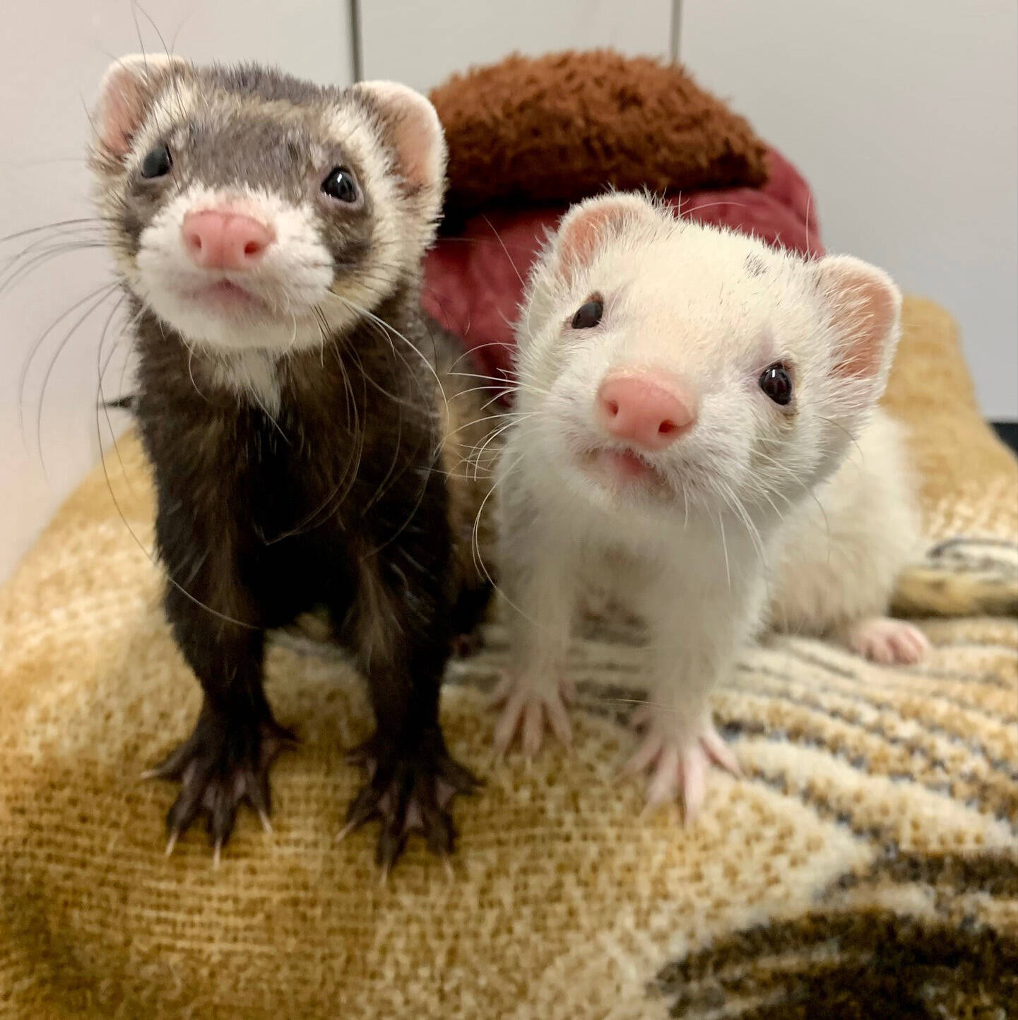 Logan and Kato (Photo courtesy of Alaska Mindful Paws)