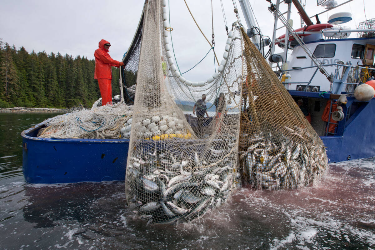 Report: Alaska harvests millions of salmon bound for B.C. and North Coast