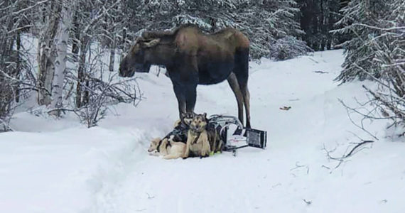 In this photo provided by Iditarod rookie musher Bridgett Watkins, a moose stands over her dog team on trails near Fairbanks, Alaska, Feb. 4, 2022. The moose attacked Watkins' dog team for over an hour during a training run, seriously injuring four before a friend shot and killed the moose. (Bridgett Watkins via AP)