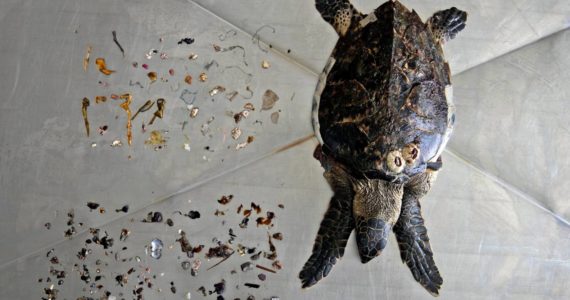 AP Photo / Kamran Jebreili
A Hawksbill sea turtle that was found on a nearby beach is displayed after an autopsy was performed along with trash mostly plastic materials, top, and food items, left, at the Al Hefaiyah Conservation Center lab, in the city of Kalba, on the east coast of the United Arab Emirates, Tuesday, Feb. 1, 2022. A staggering 75% of all dead green turtles and 57% of all loggerhead turtles in Sharjah had eaten marine debris, including plastic bags, bottle caps, rope and fishing nets, a new study published in the Marine Pollution Bulletin. The study seeks to document the damage and danger of the throwaway plastic that has surged in use around the world and in the UAE, along with other marine debris.