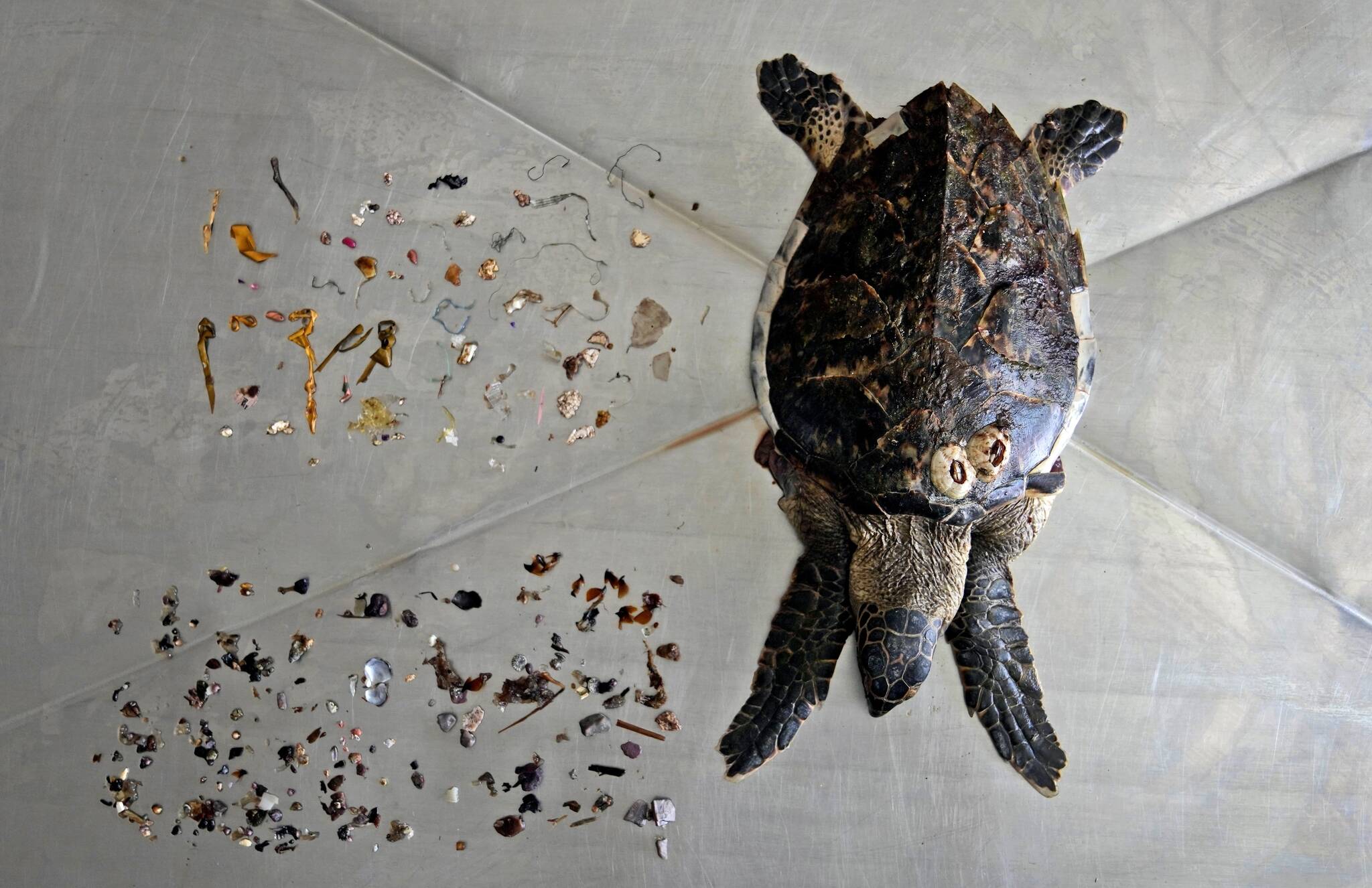 AP Photo / Kamran Jebreili
A Hawksbill sea turtle that was found on a nearby beach is displayed after an autopsy was performed along with trash mostly plastic materials, top, and food items, left, at the Al Hefaiyah Conservation Center lab, in the city of Kalba, on the east coast of the United Arab Emirates, Tuesday, Feb. 1, 2022. A staggering 75% of all dead green turtles and 57% of all loggerhead turtles in Sharjah had eaten marine debris, including plastic bags, bottle caps, rope and fishing nets, a new study published in the Marine Pollution Bulletin. The study seeks to document the damage and danger of the throwaway plastic that has surged in use around the world and in the UAE, along with other marine debris.