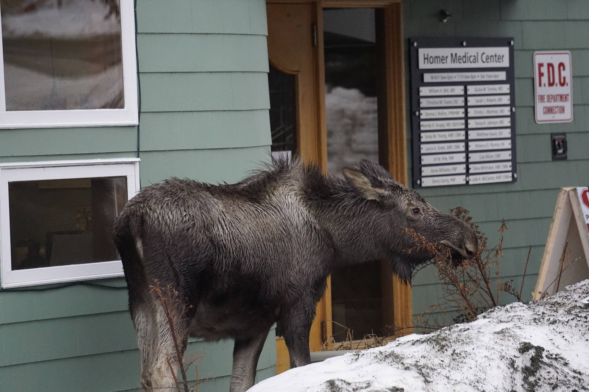 Take two aspirin and call us in the morning A moose feeds on shrubs on Thursday, Feb. 17, 2022, at Homer Medical Center in Homer, Alaska. (Photo by Michael Armstrong/Homer News)