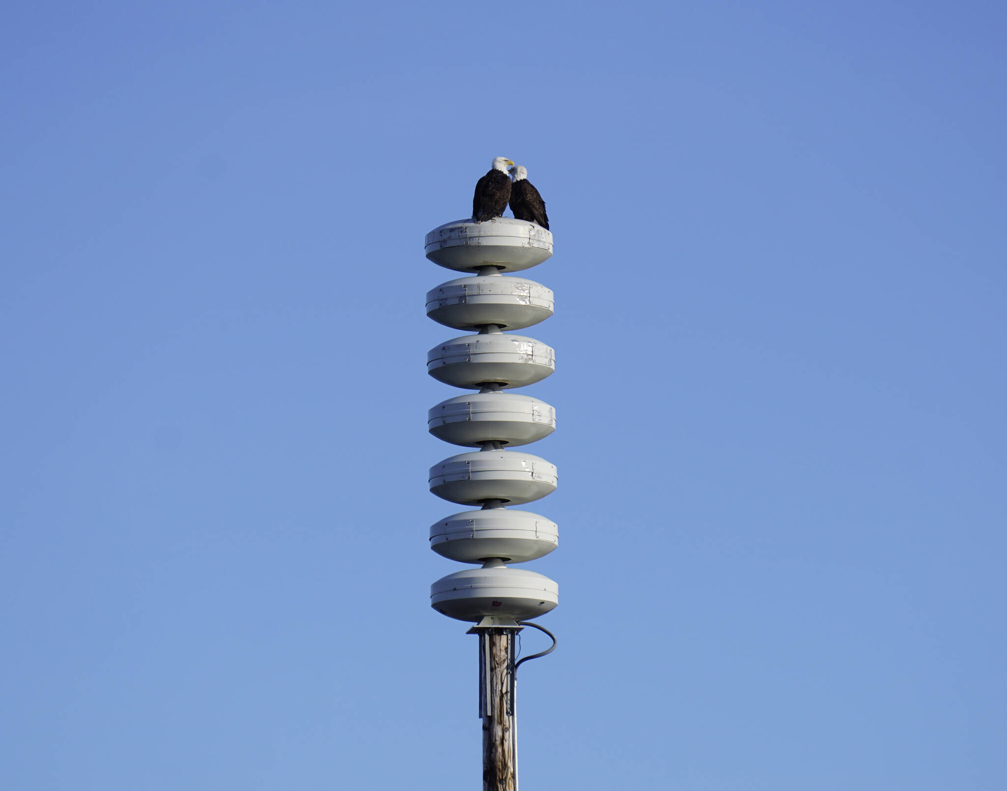 Photo by Michael Armstrong/Homer News
Two bald eagles on Monday, March 14, 2022, perch on a tsunami warning tower on the Homer Spit in Homer, Alaska. Gov. Mike Dunleavy on Tuesday declared March 20-26 as Tsunami Preparedness Week in Alaska.