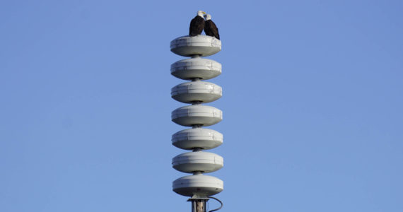 Two bald eagles perch Monday, March 14, 2022, on a tsunami warning tower on the Homer Spit. Gov. Mike Dunleavy on Tuesday declared March 2-26 as Tsunami Preparedness Week in Alaska. (Photo by Michael Armstrong/Homer News)