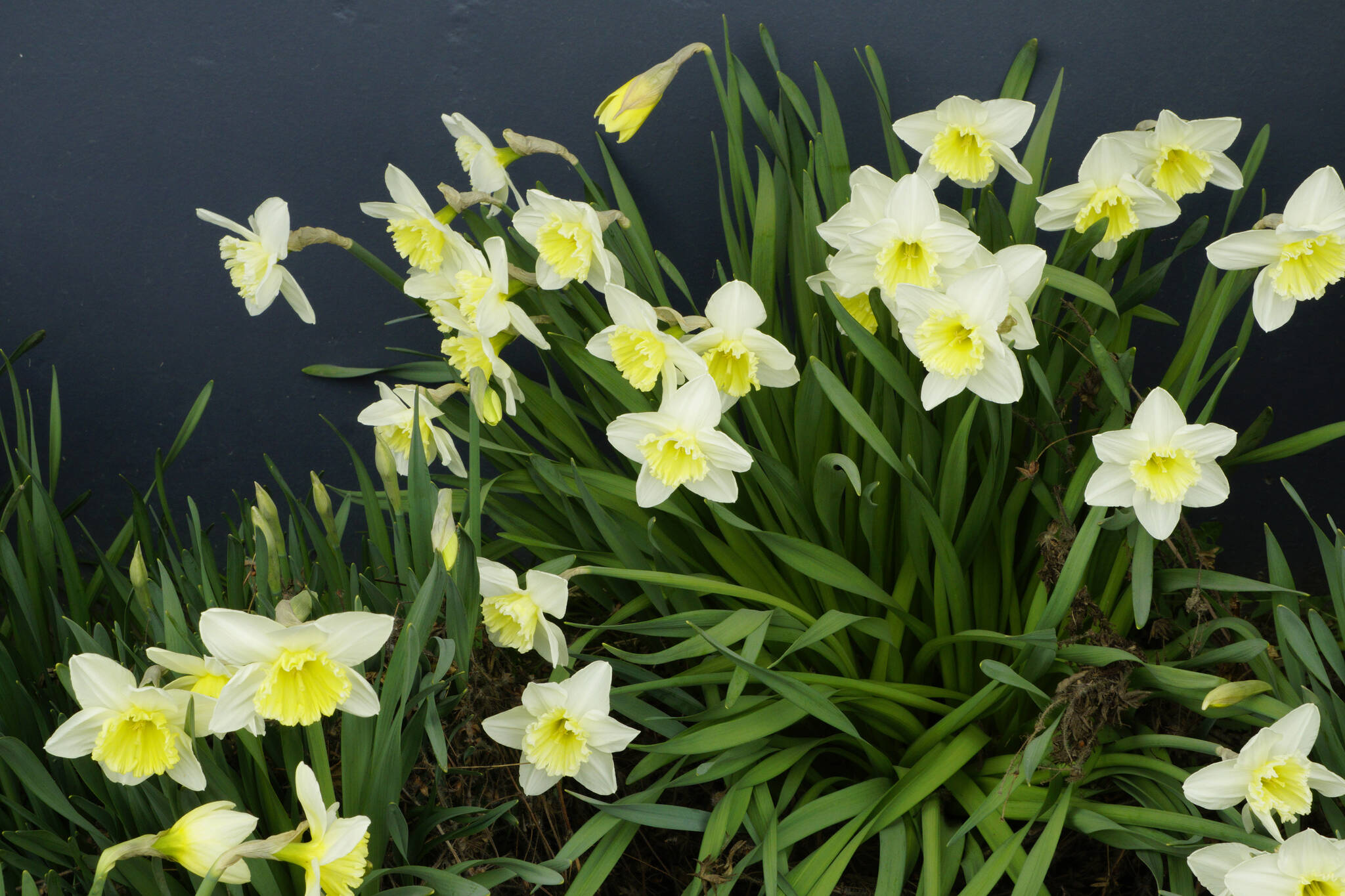 Daffodils bloom next to the Homer Electric Association building on Friday, April 15, 2022, on Lake Street in Homer, Alaska. Because the dark siding absorbs solar heat and is south facing, HEA gets some of the first flowers of spring. (Photo by Michael Armstrong/Homer News)